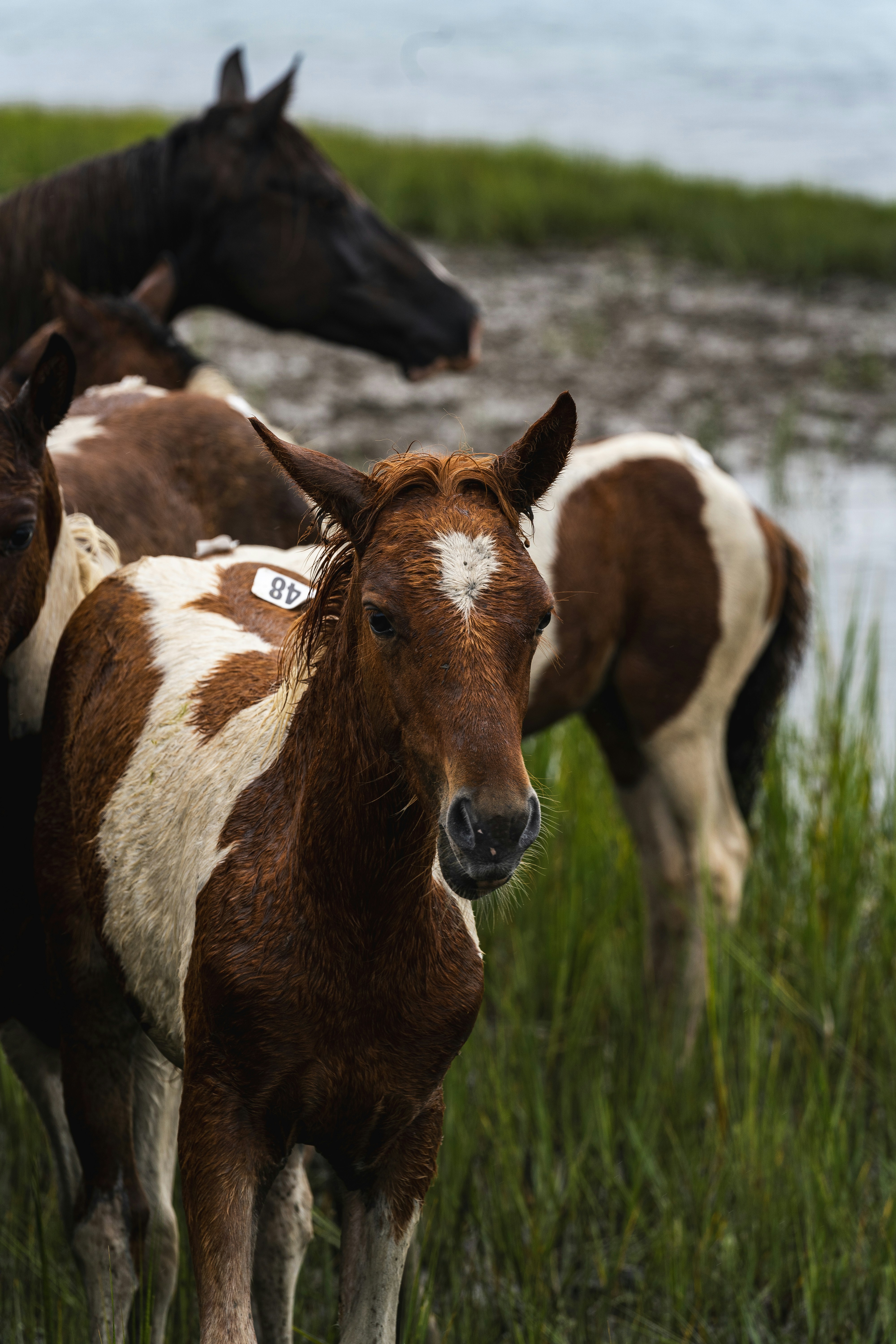 A group of horses standing next to each other