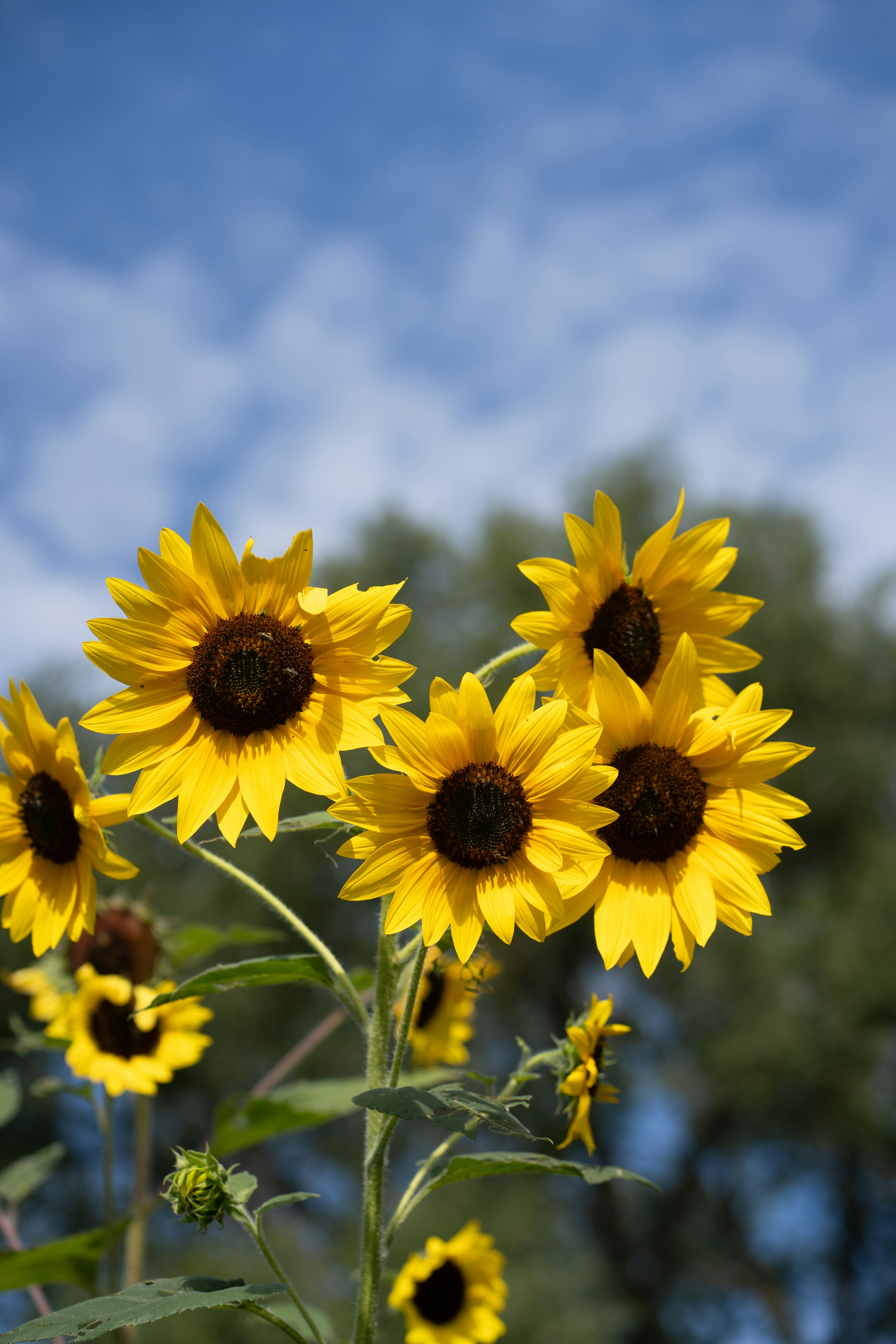 Photo by tfarrelljjr