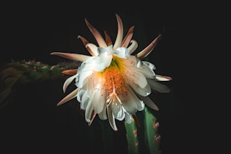 San Pedro Blüte