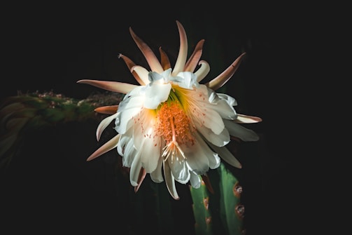 San Pedro Blüte