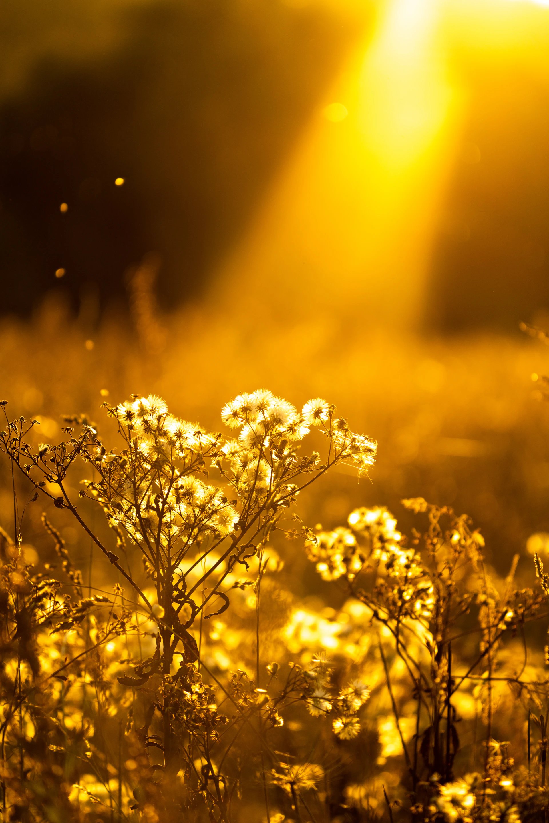 Golden light through nature