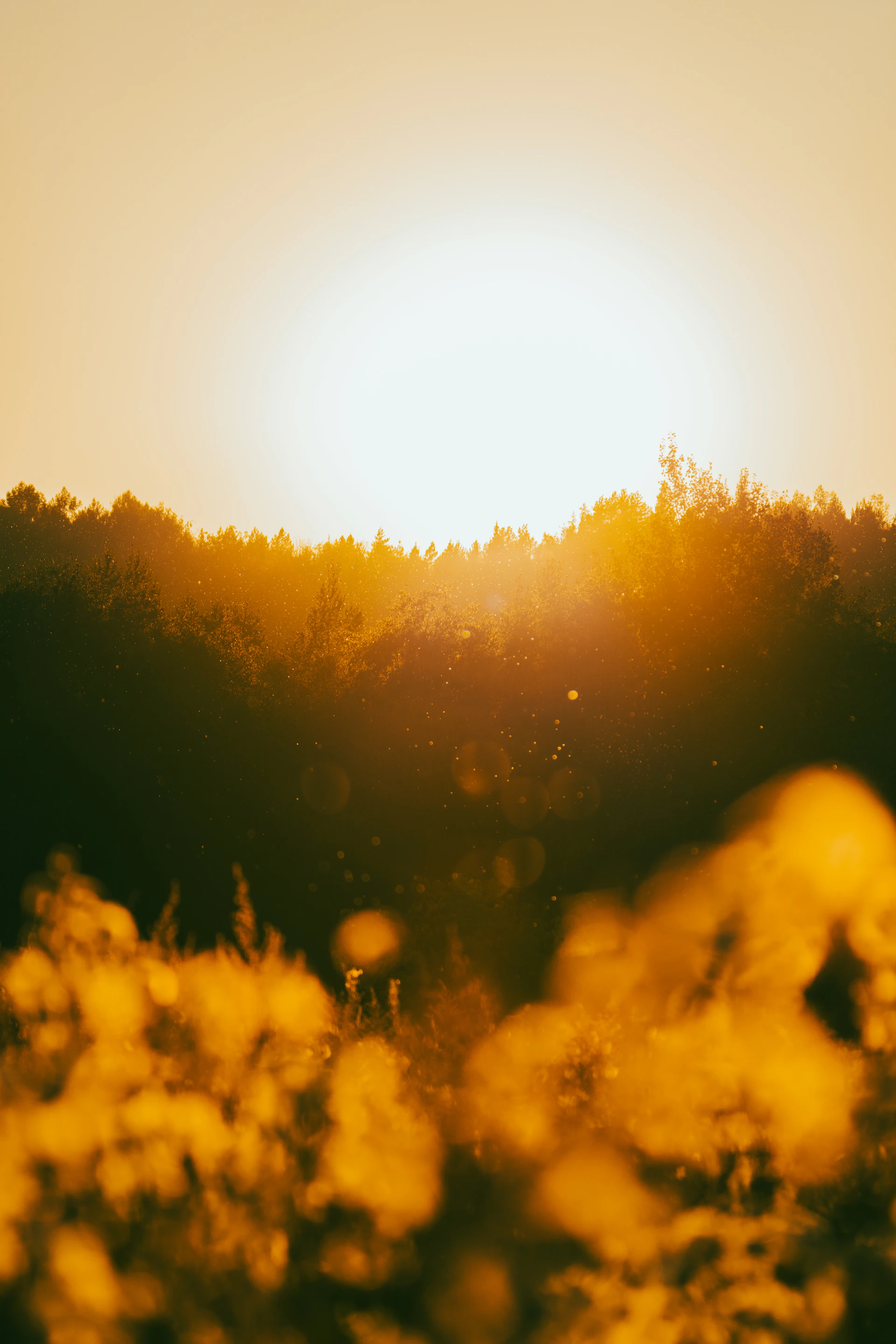The sun is setting over a field of tall grass
