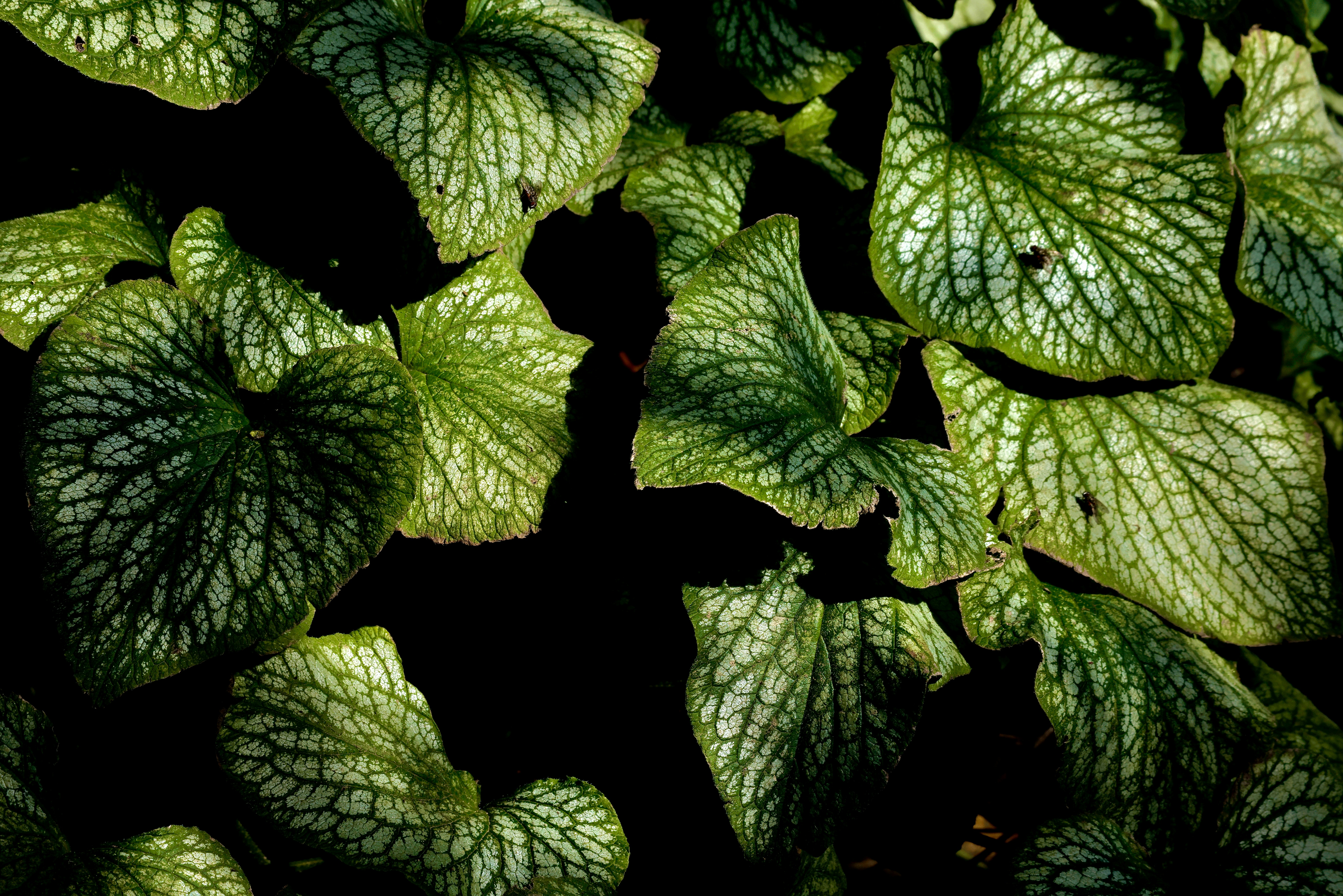 A close up of a plant with green leaves
