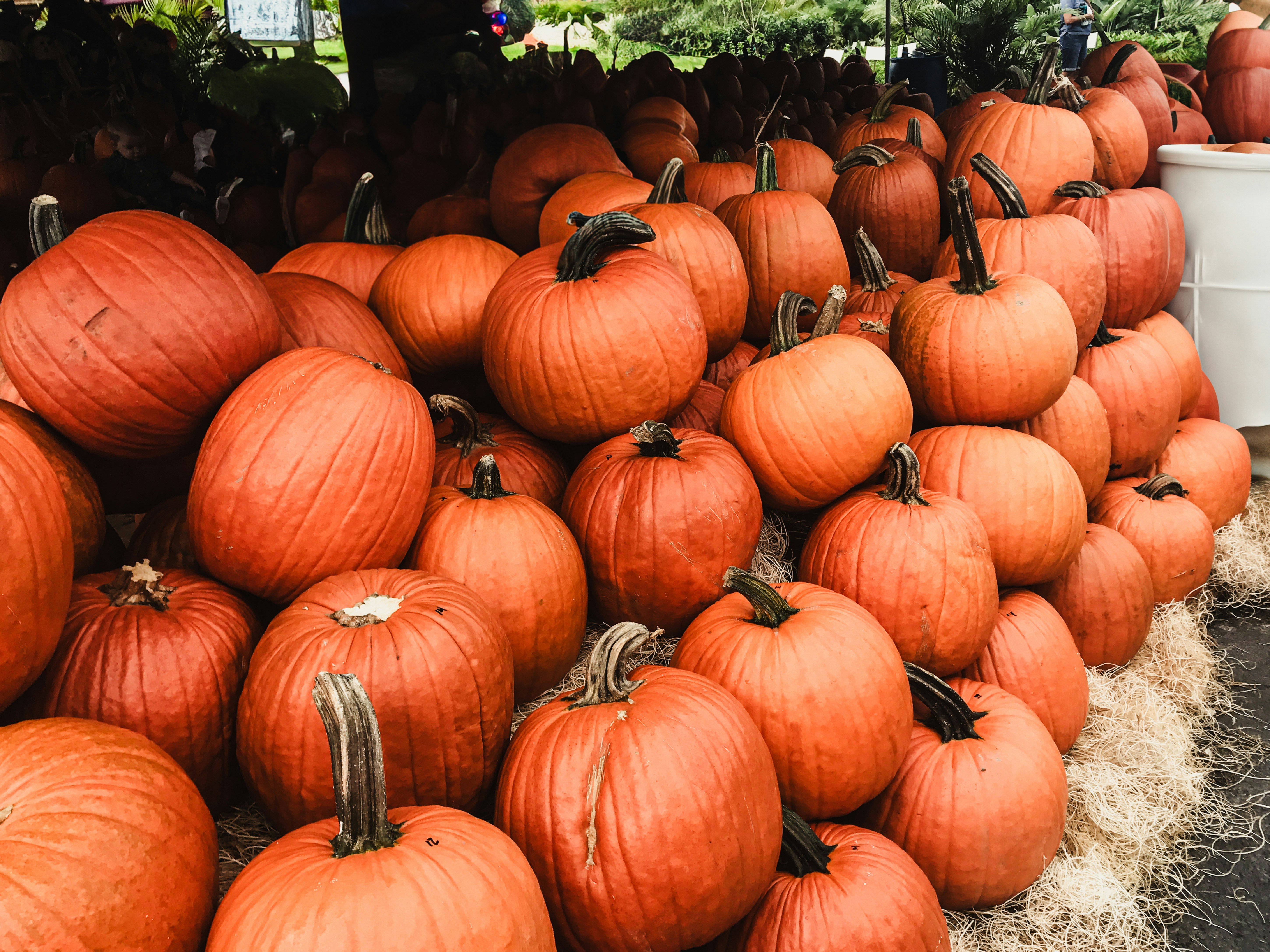A pile of pumpkins sitting next to each other