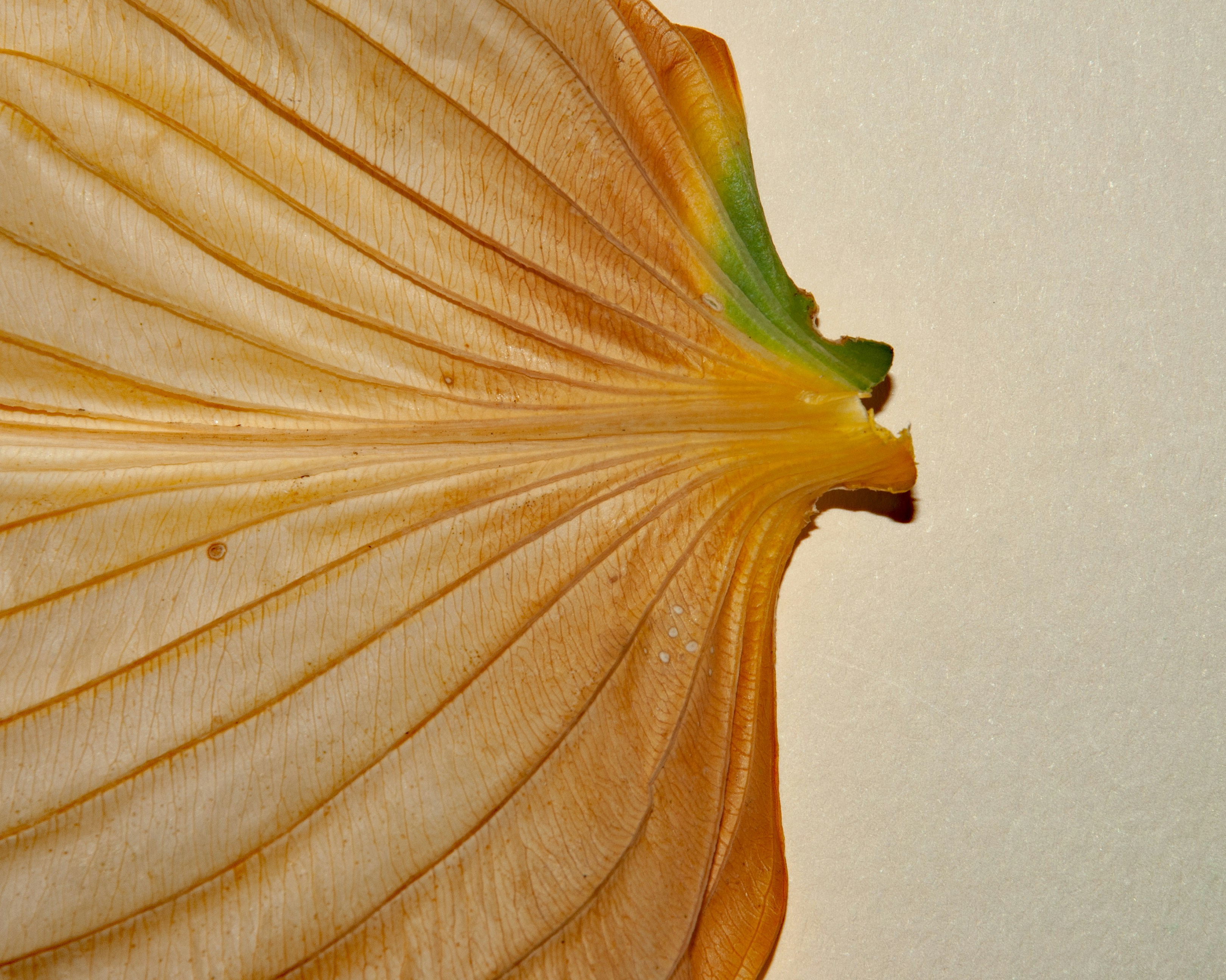 A close up of a flower with a white background