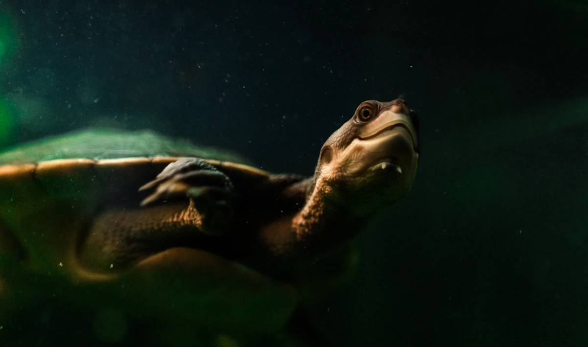 Tortuga acuática en su hábitat