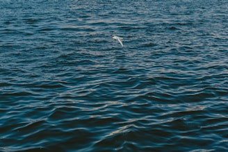 A bird flying over a body of water