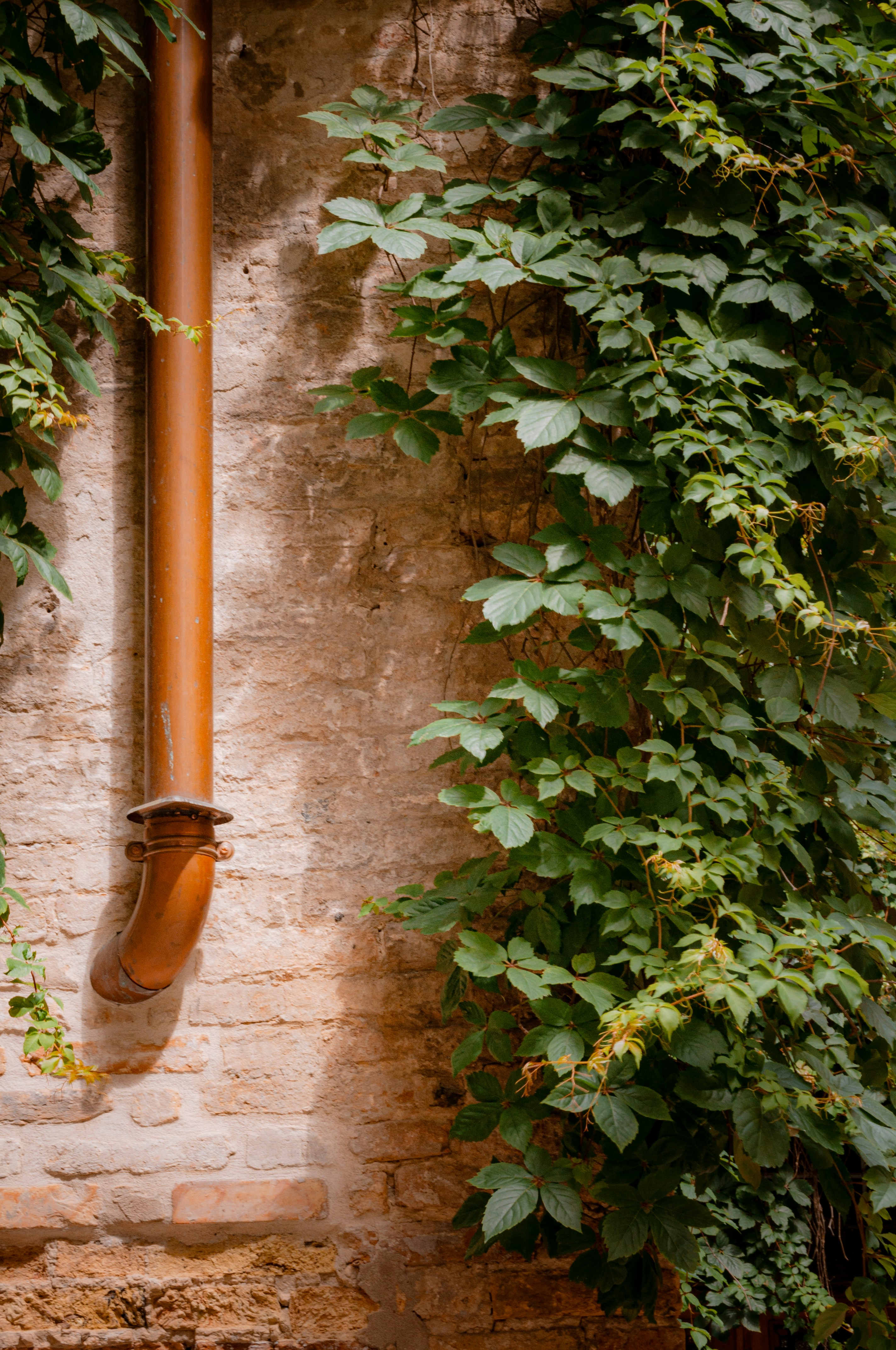 A brick wall covered in vines and a pipe