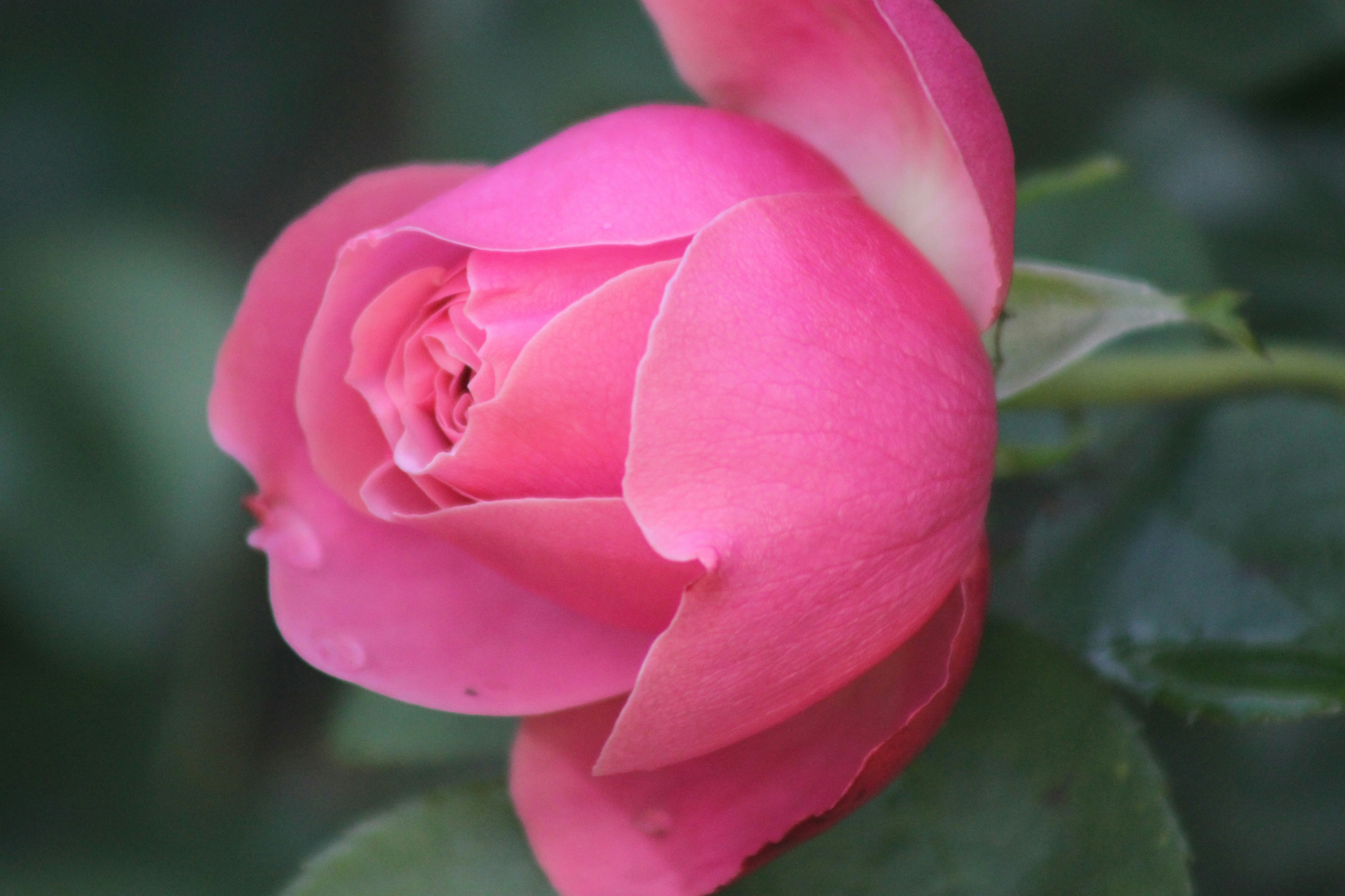 Photo by rubyphotography