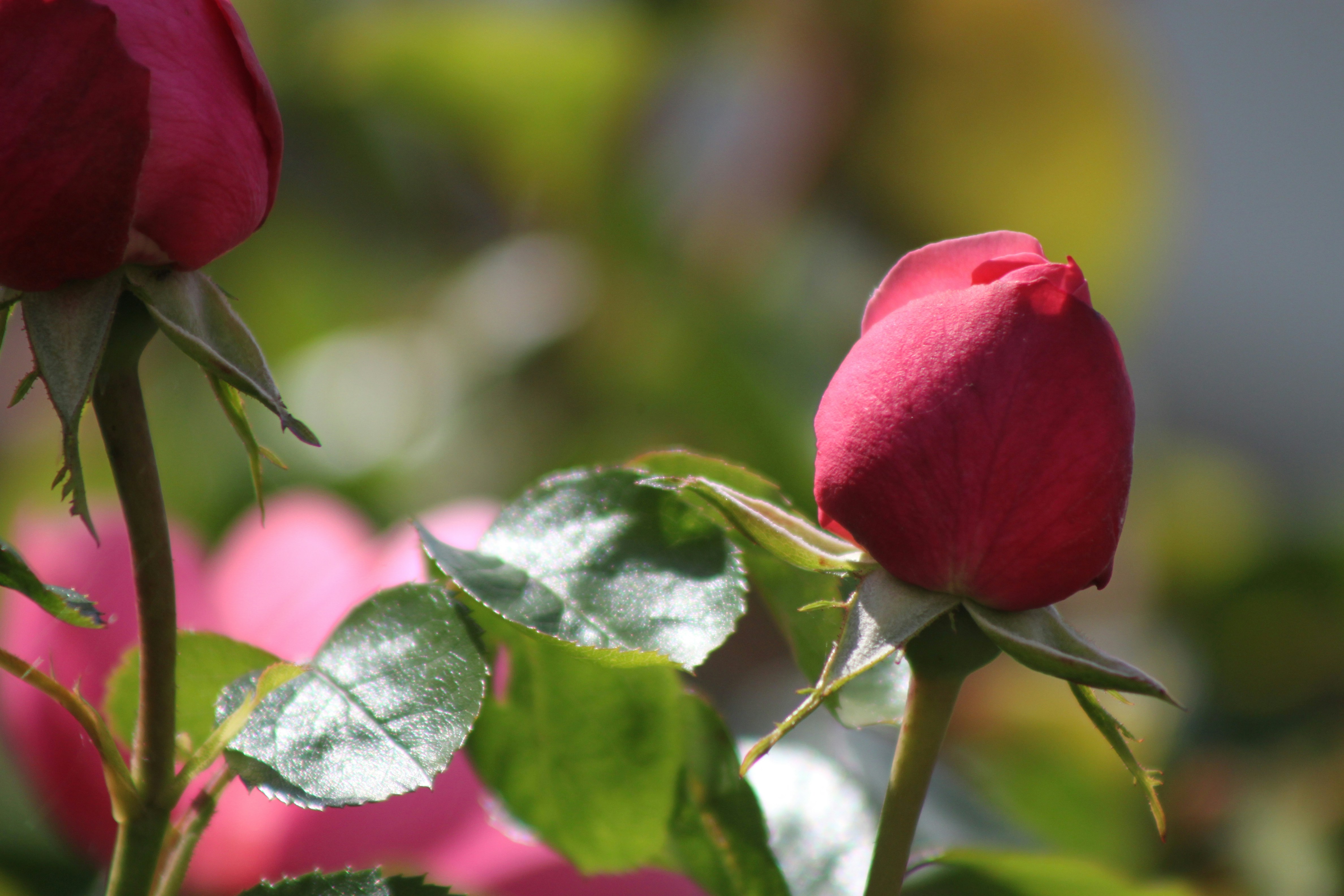 A close up of a red rose with a blurry background