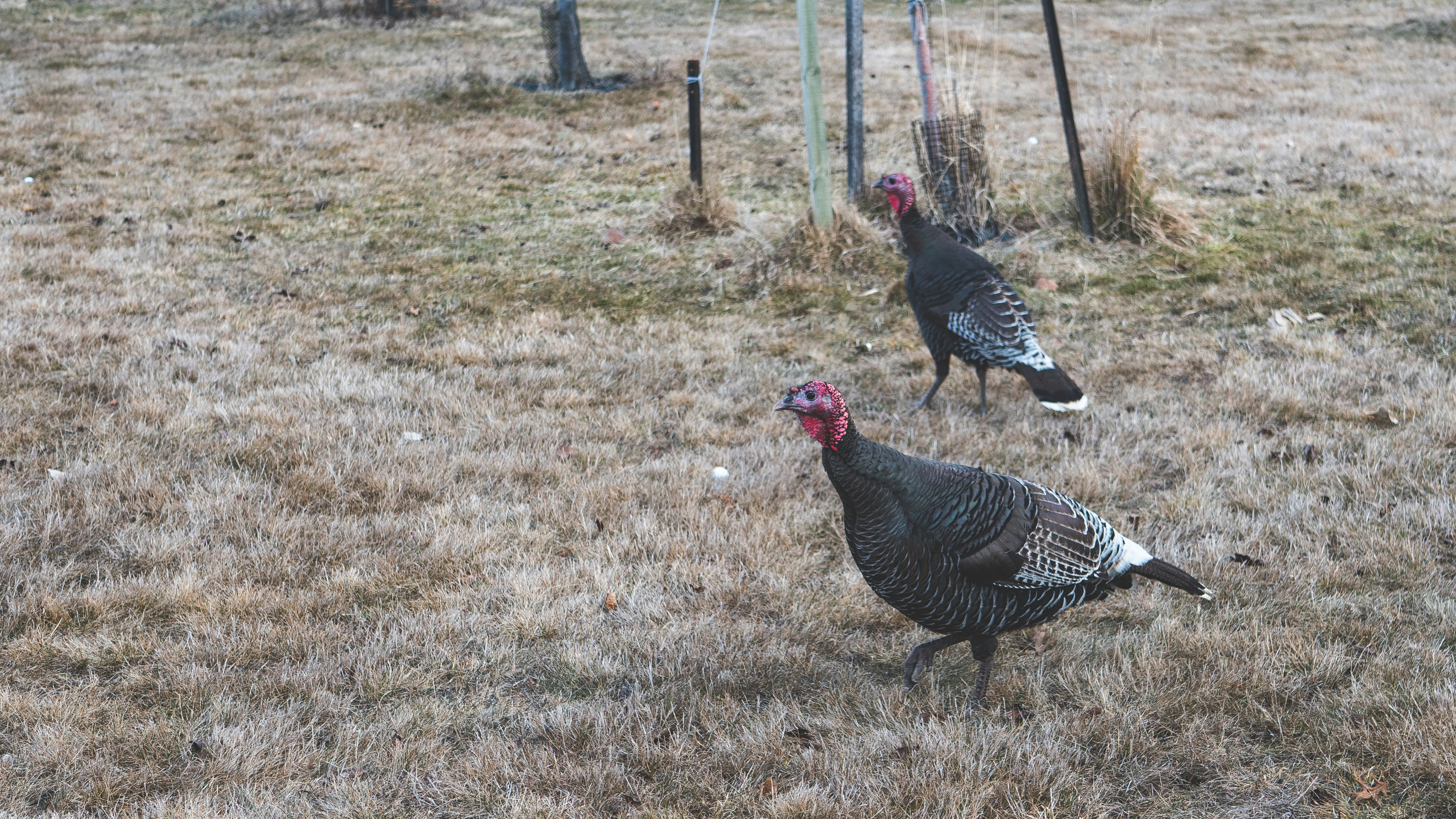 Southwest Thanksgiving Menu