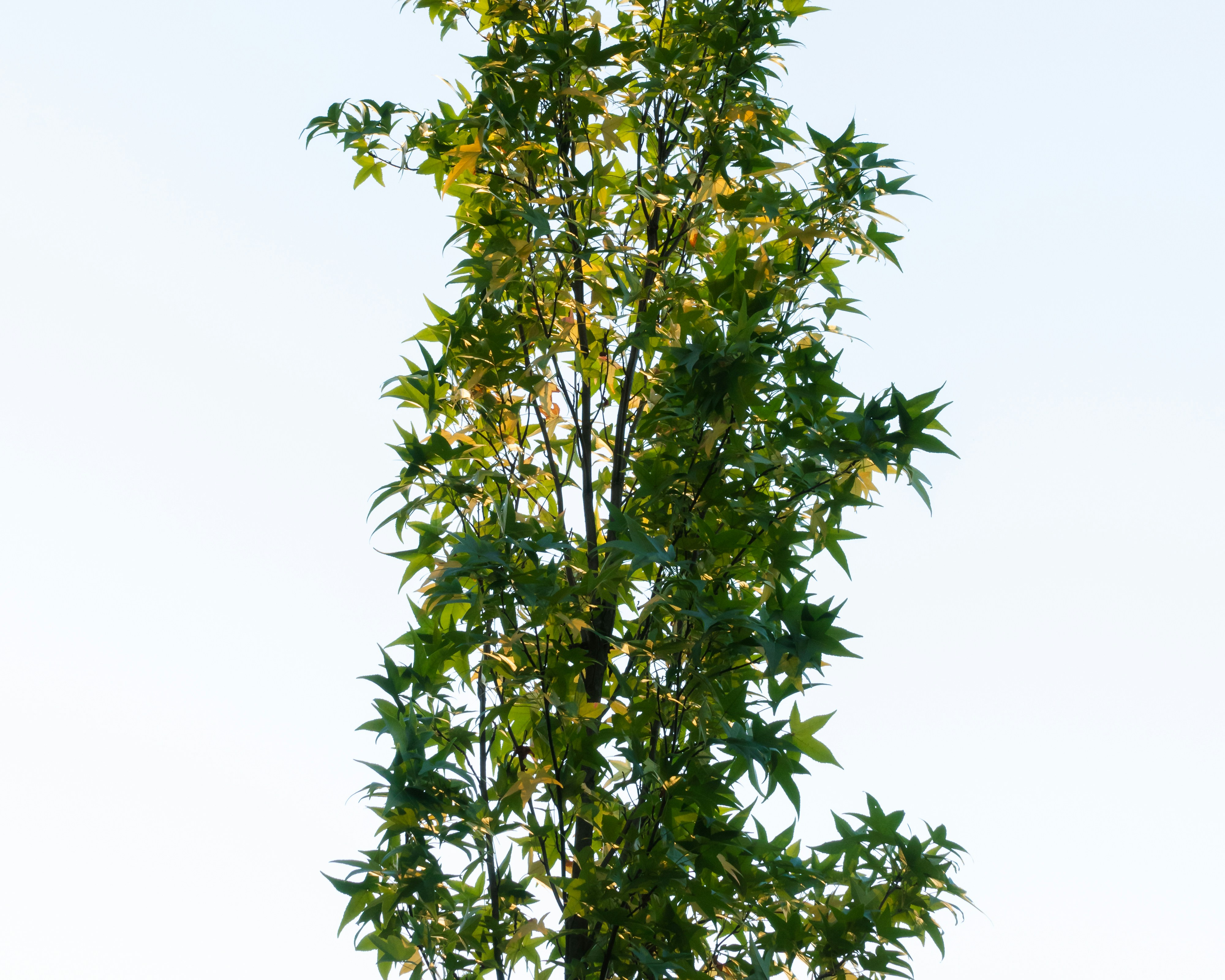 Photo by greg_rosenke