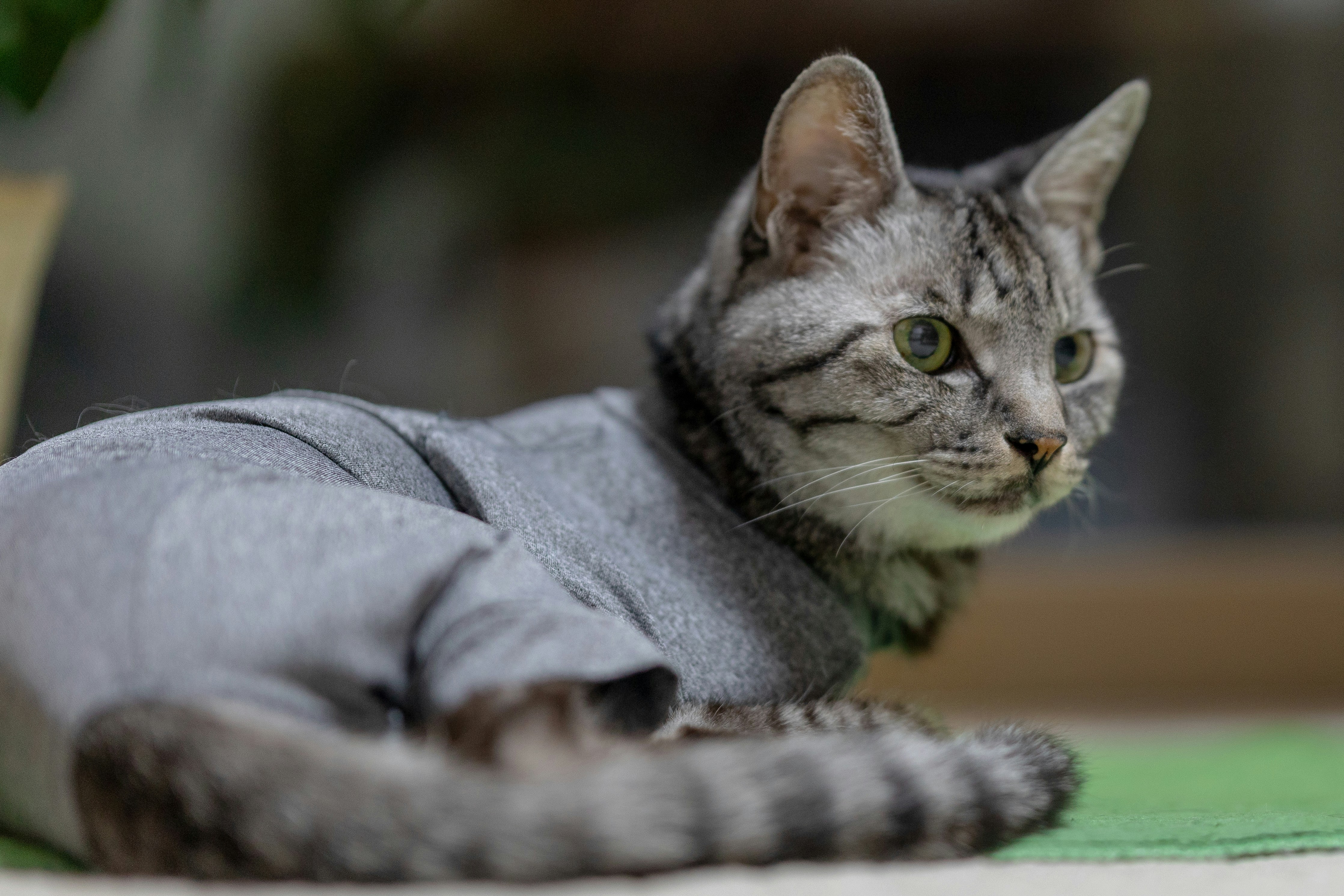 LaPerm Cats: Permanent Waves Without the Salon (image credits: unsplash)