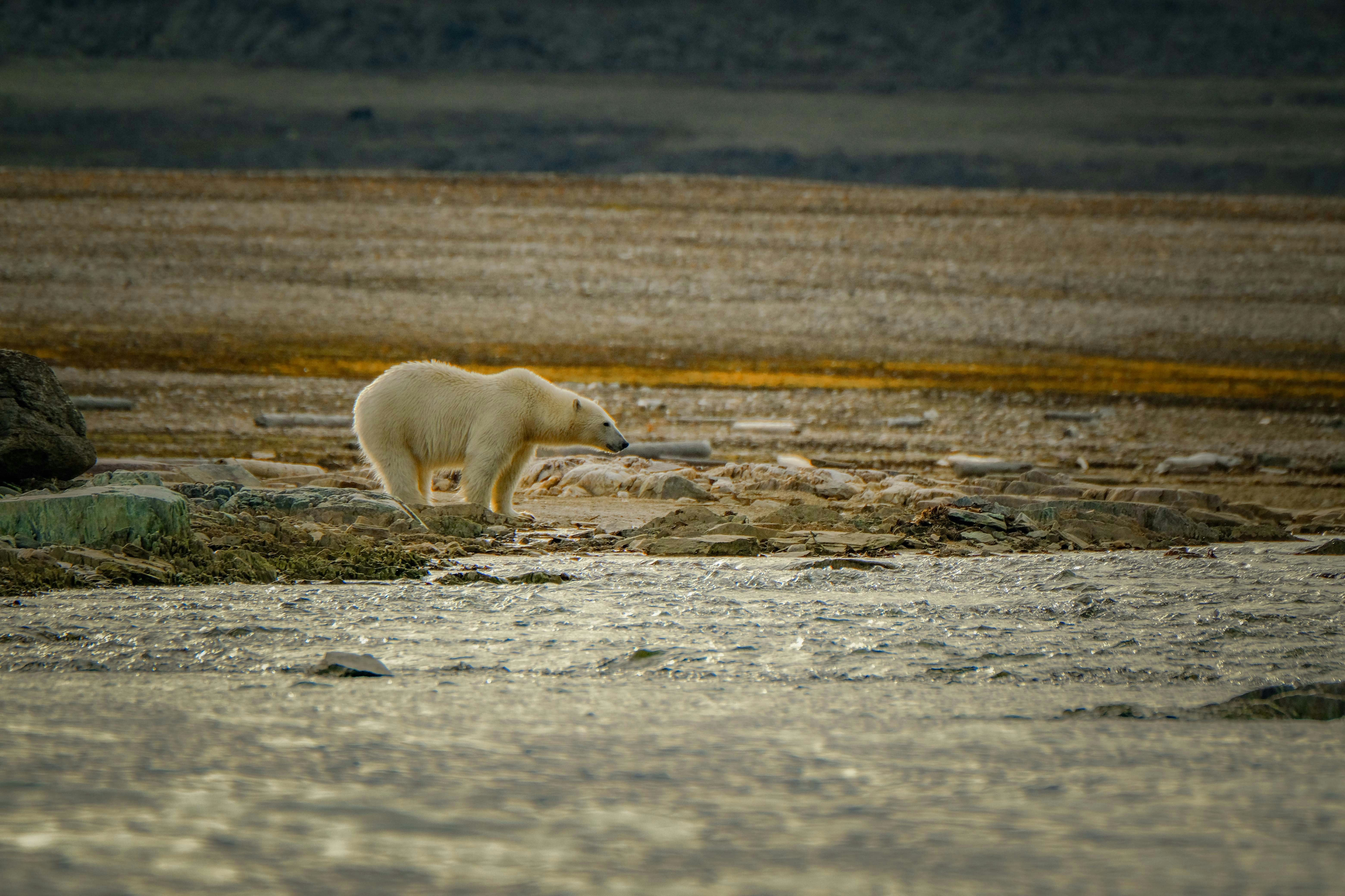 Climate Change Detection Through Animal Eyes (image credits: unsplash)