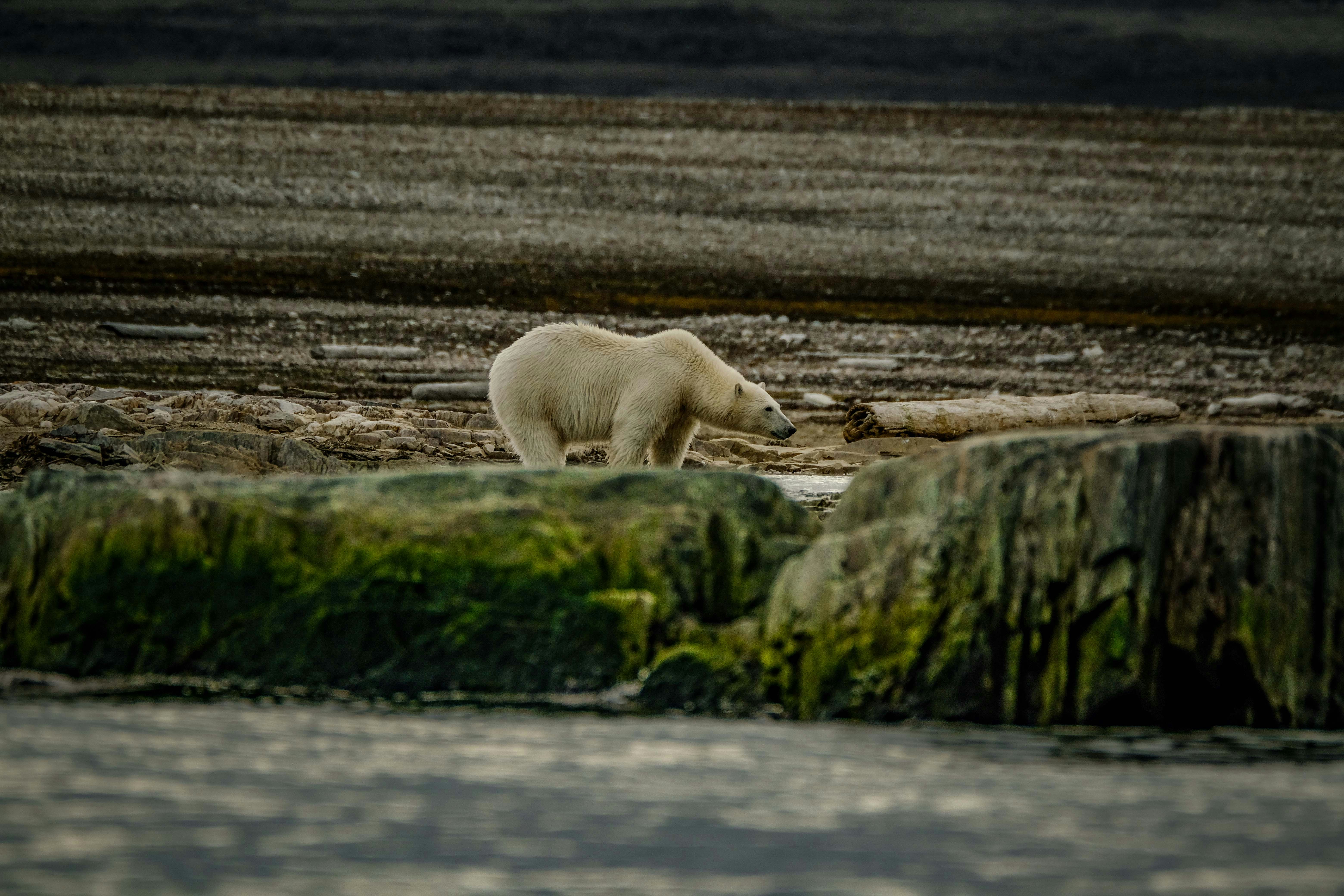 Photo by francesco_ungaro