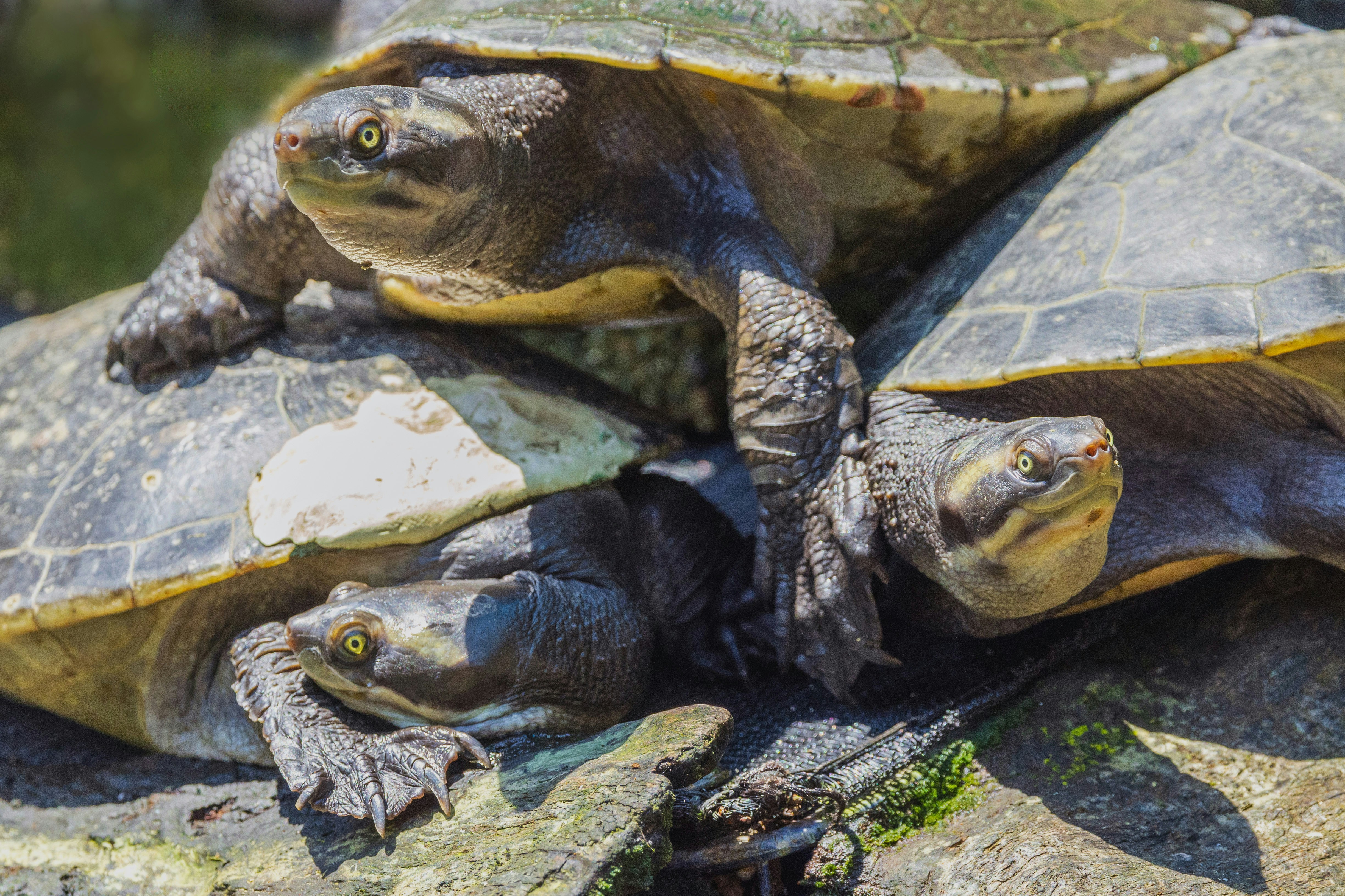 A couple of turtles sitting on top of a rock photo – Free Birdworld ...