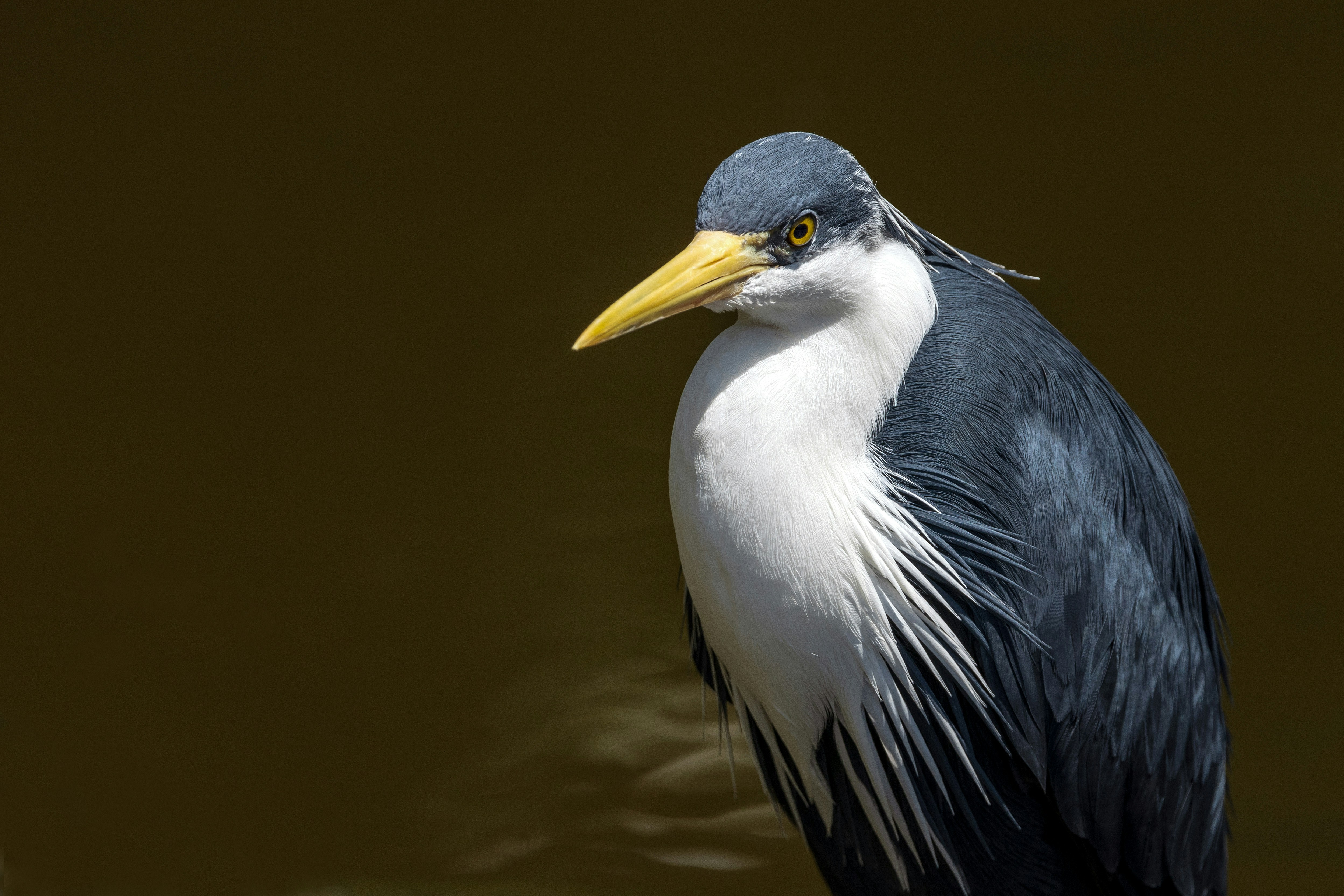 A Pied Heron, with just a hint of the water behind it. Birdworld Kuranda, Australia.