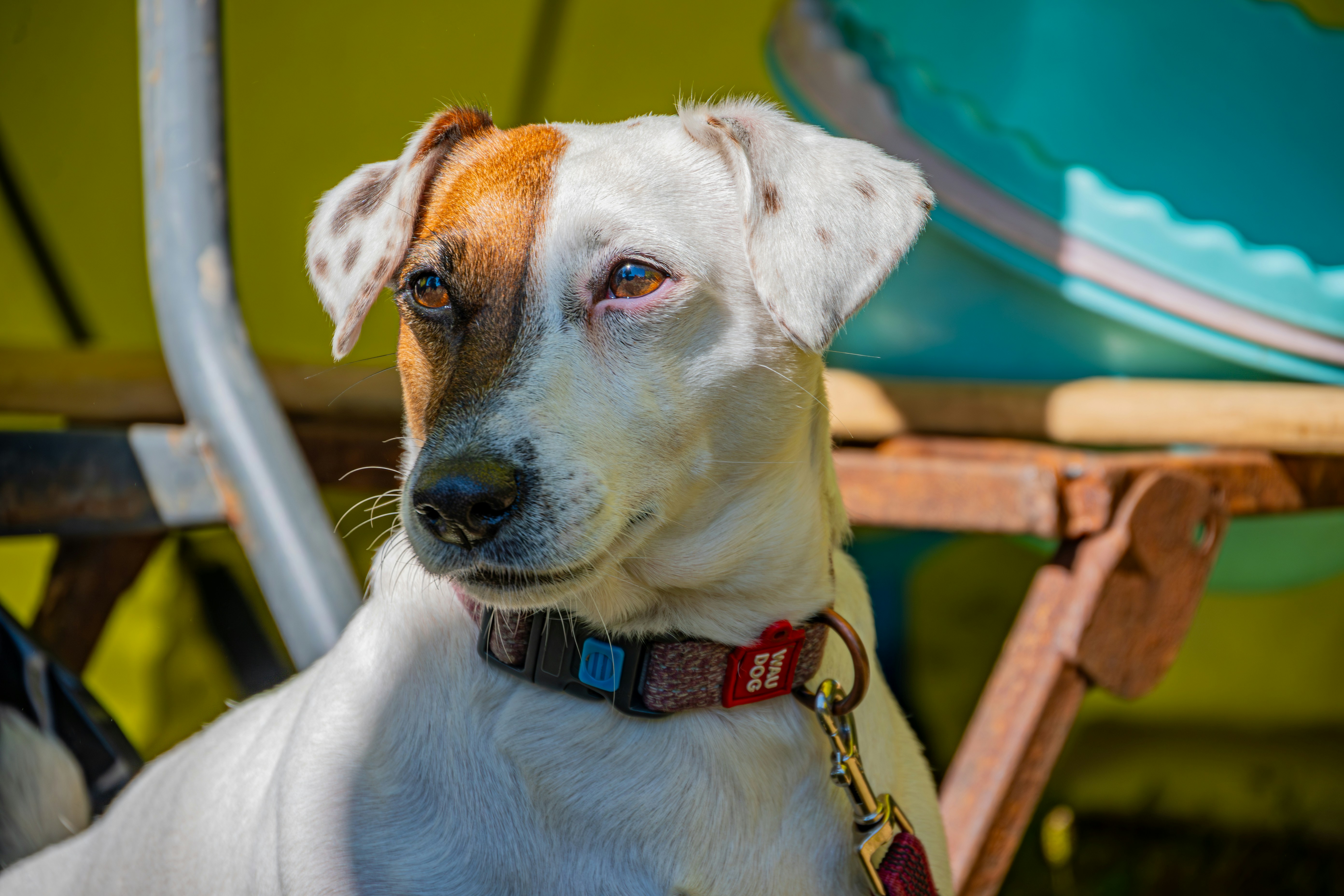 A white and brown dog sitting next to a chair