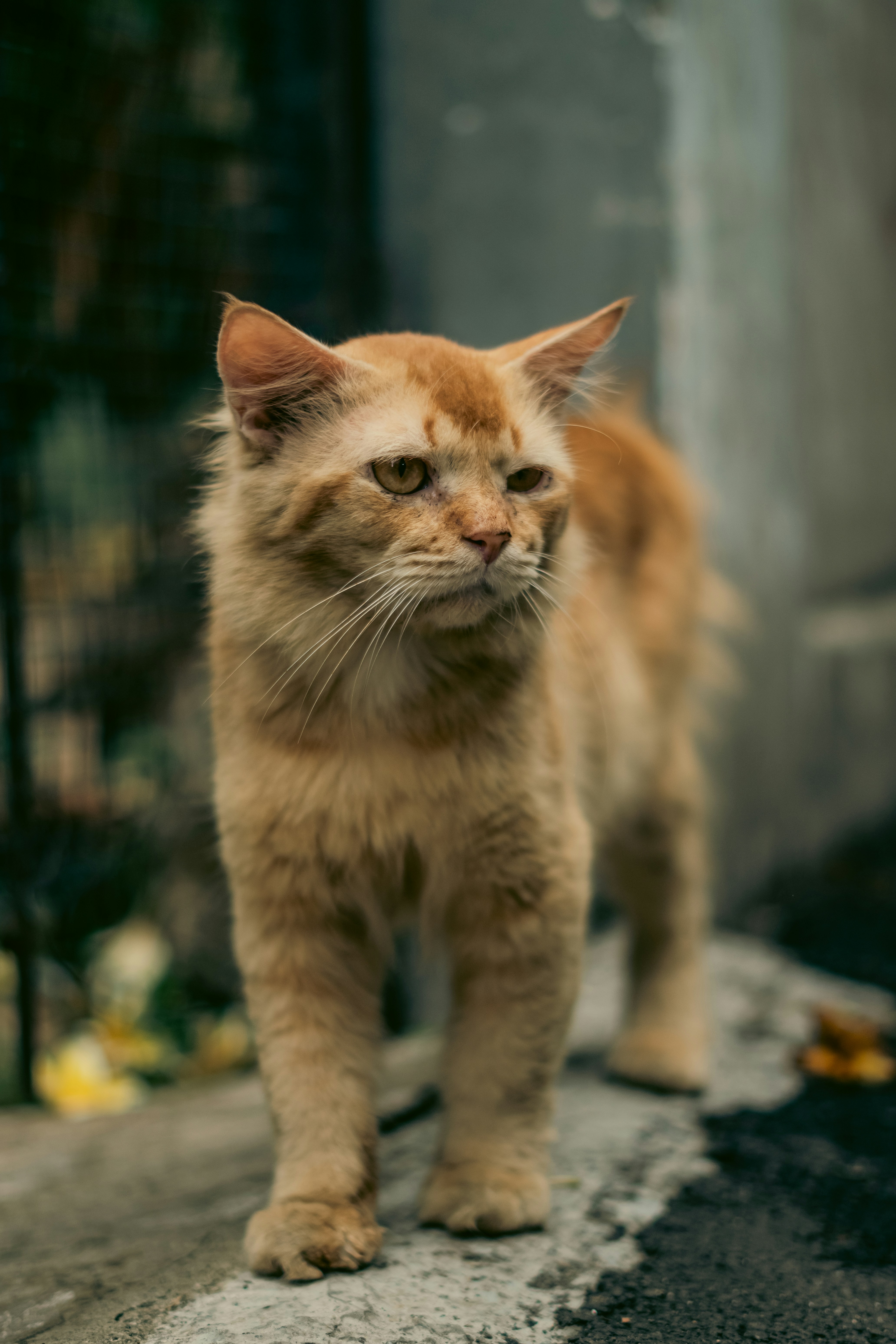 A cat standing on the side of a road
