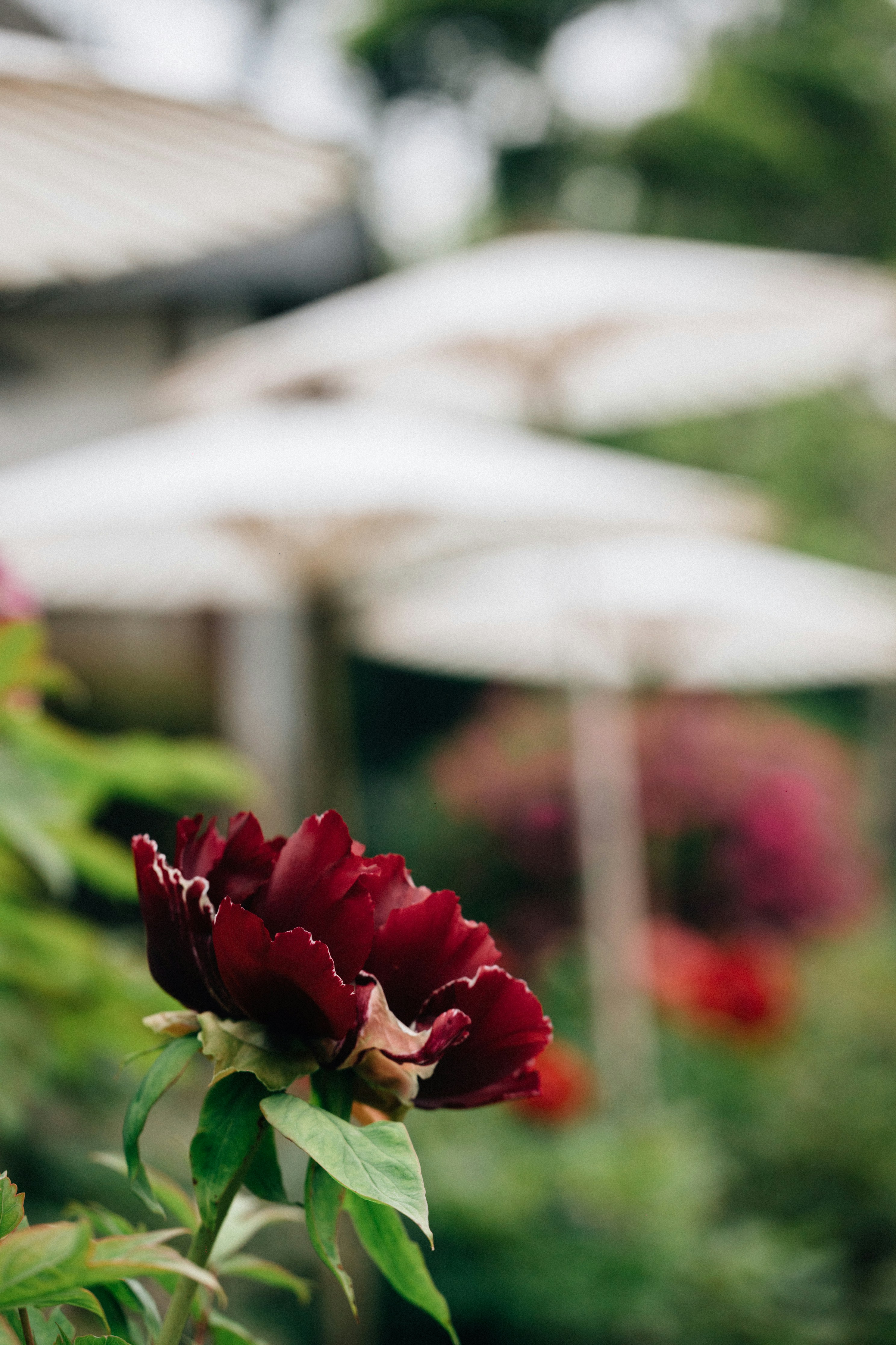 Photo by tsuyoshikozu