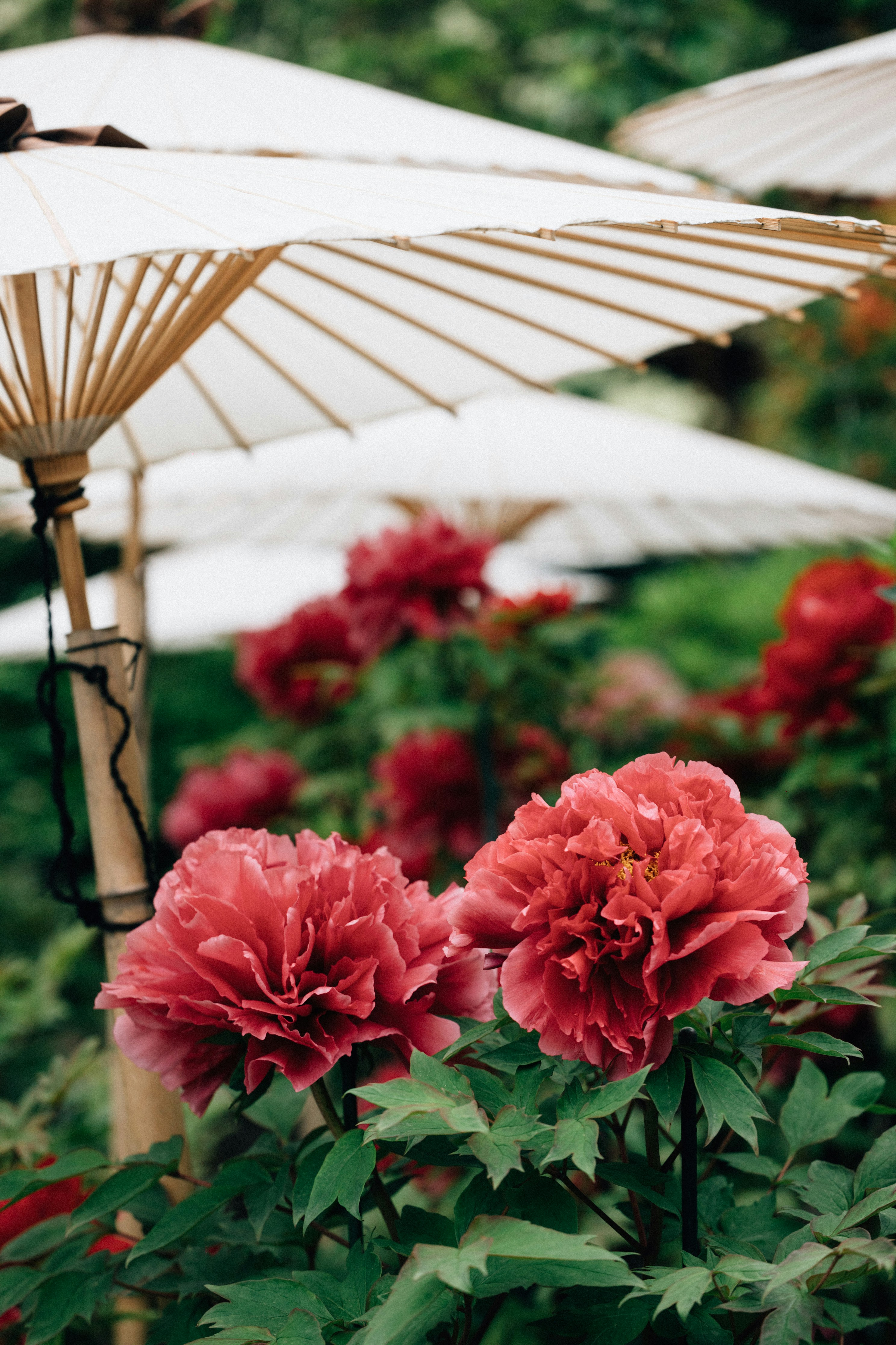 Photo by tsuyoshikozu