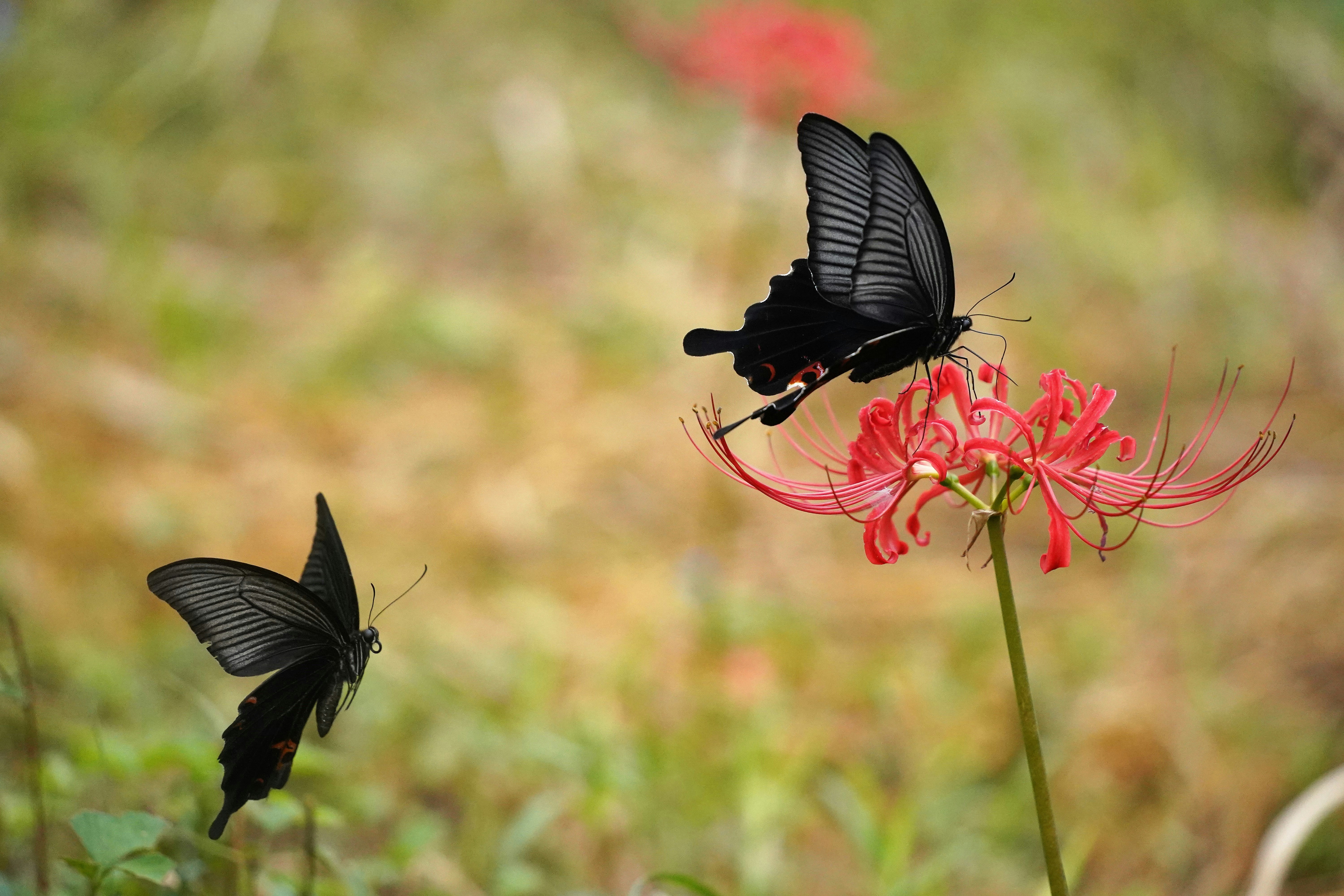 Ein paar schwarze Schmetterlinge, die über eine rote Blume fliegen