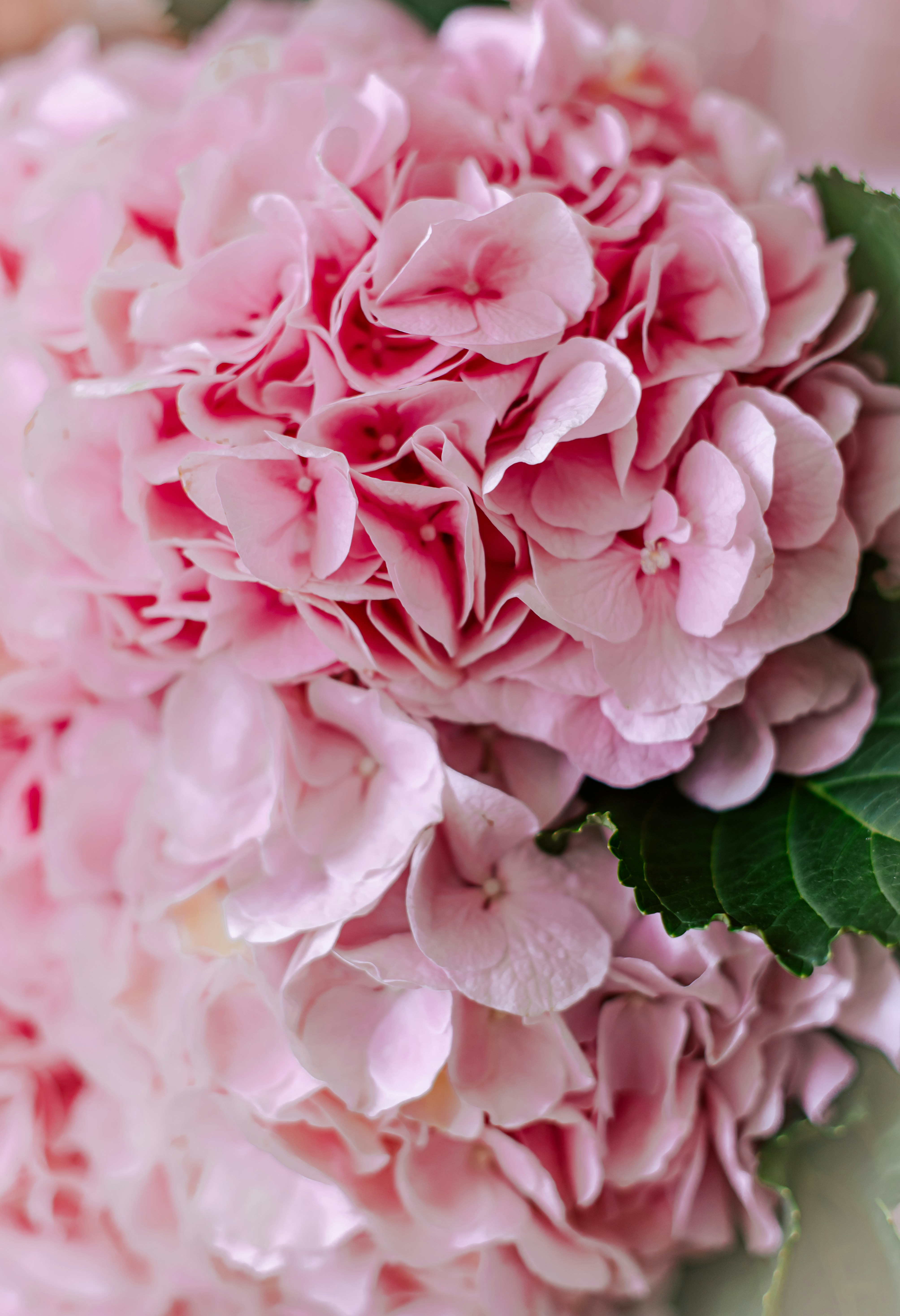 A close up of a bouquet of pink flowers