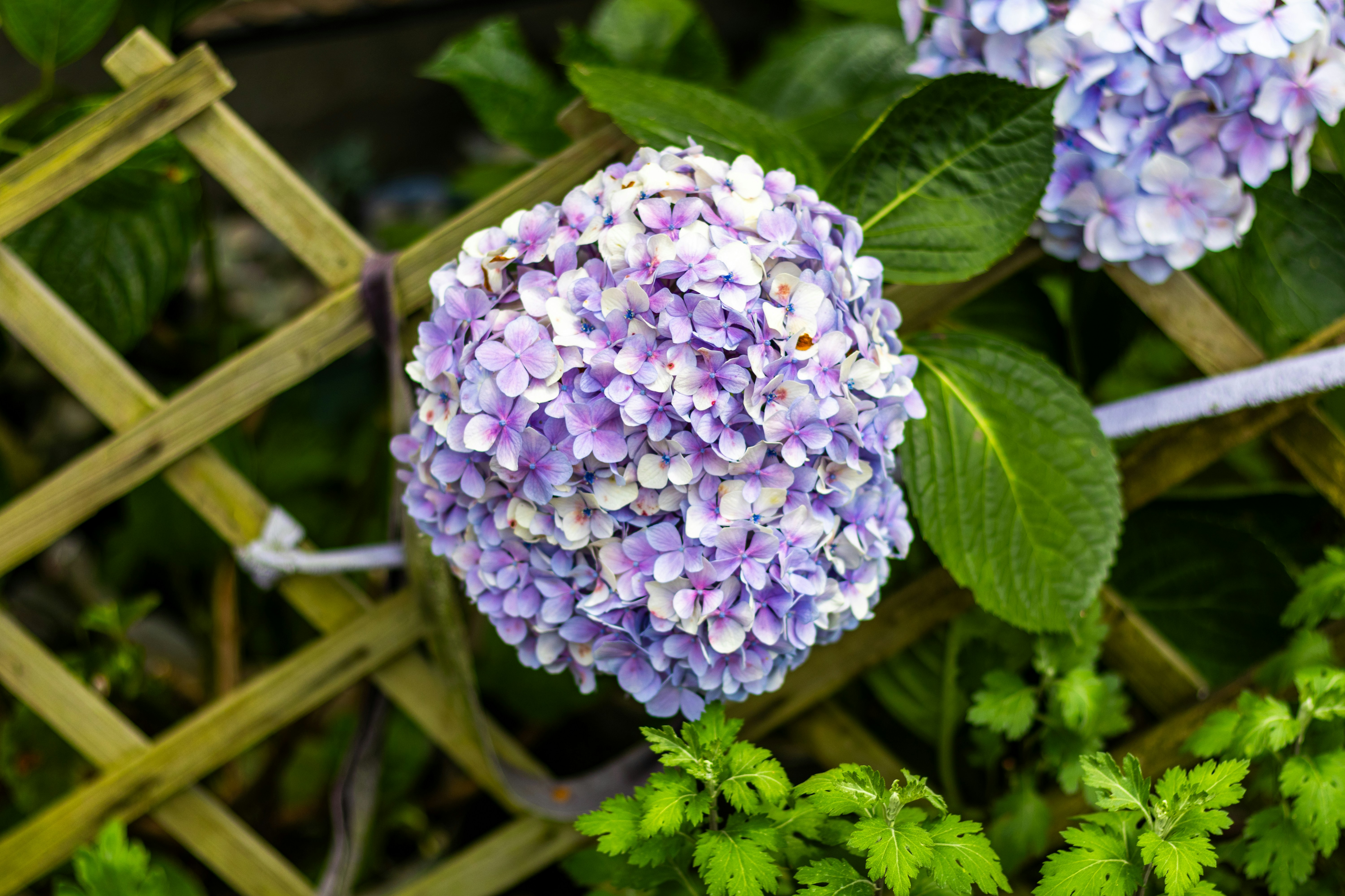 A close up of a bunch of purple flowers