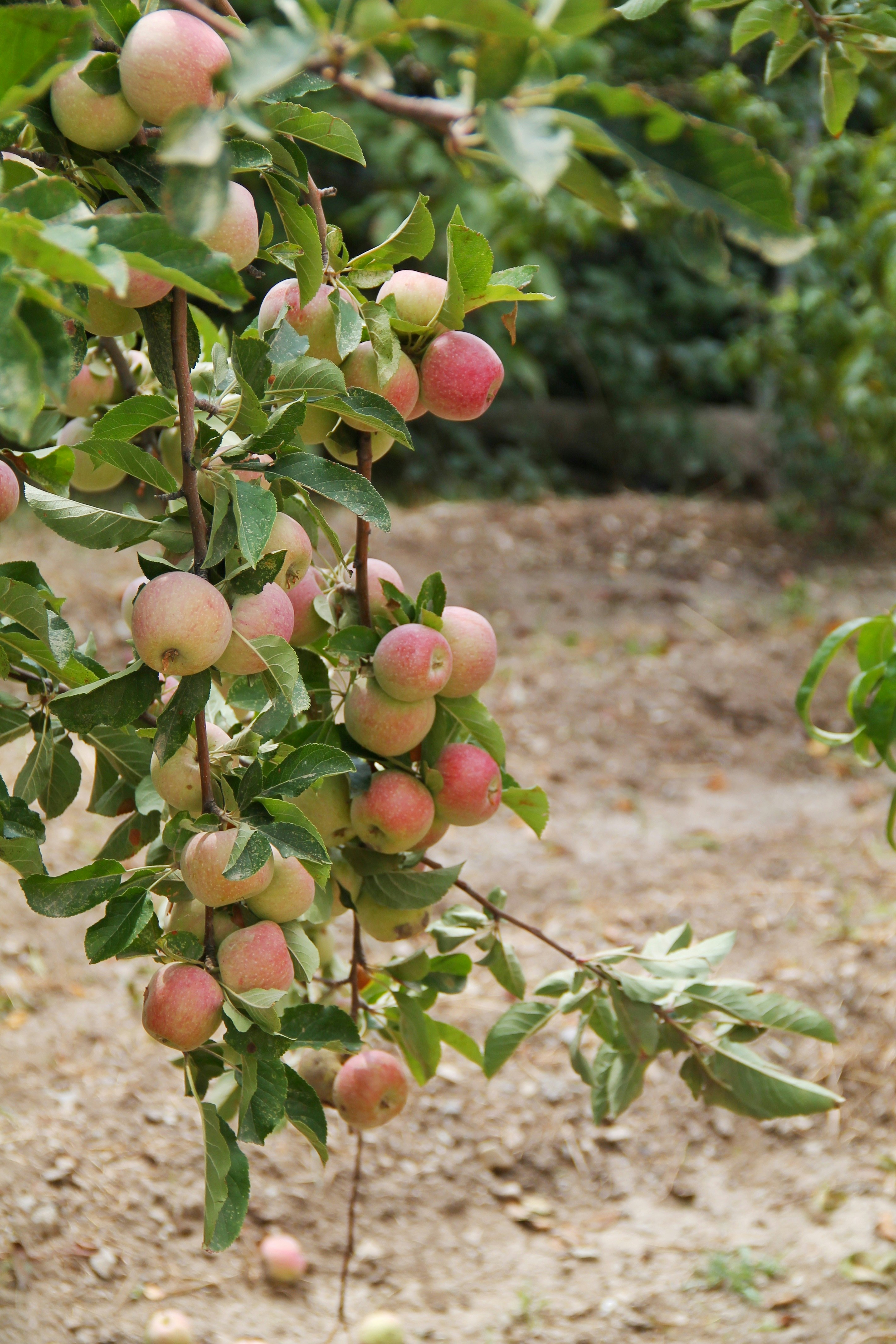 Photo by saharkhosrogorji