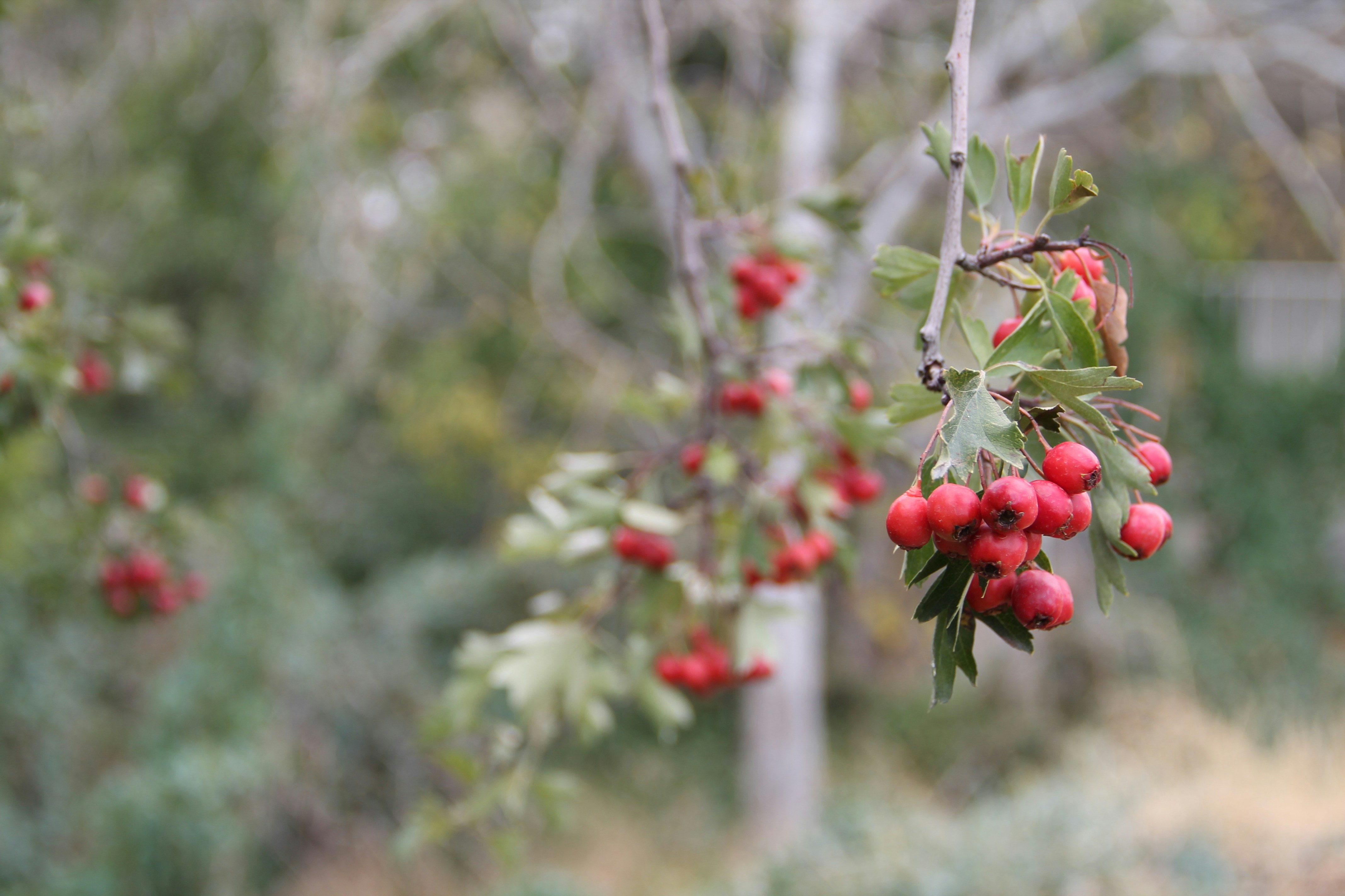 산사 효능및부작용