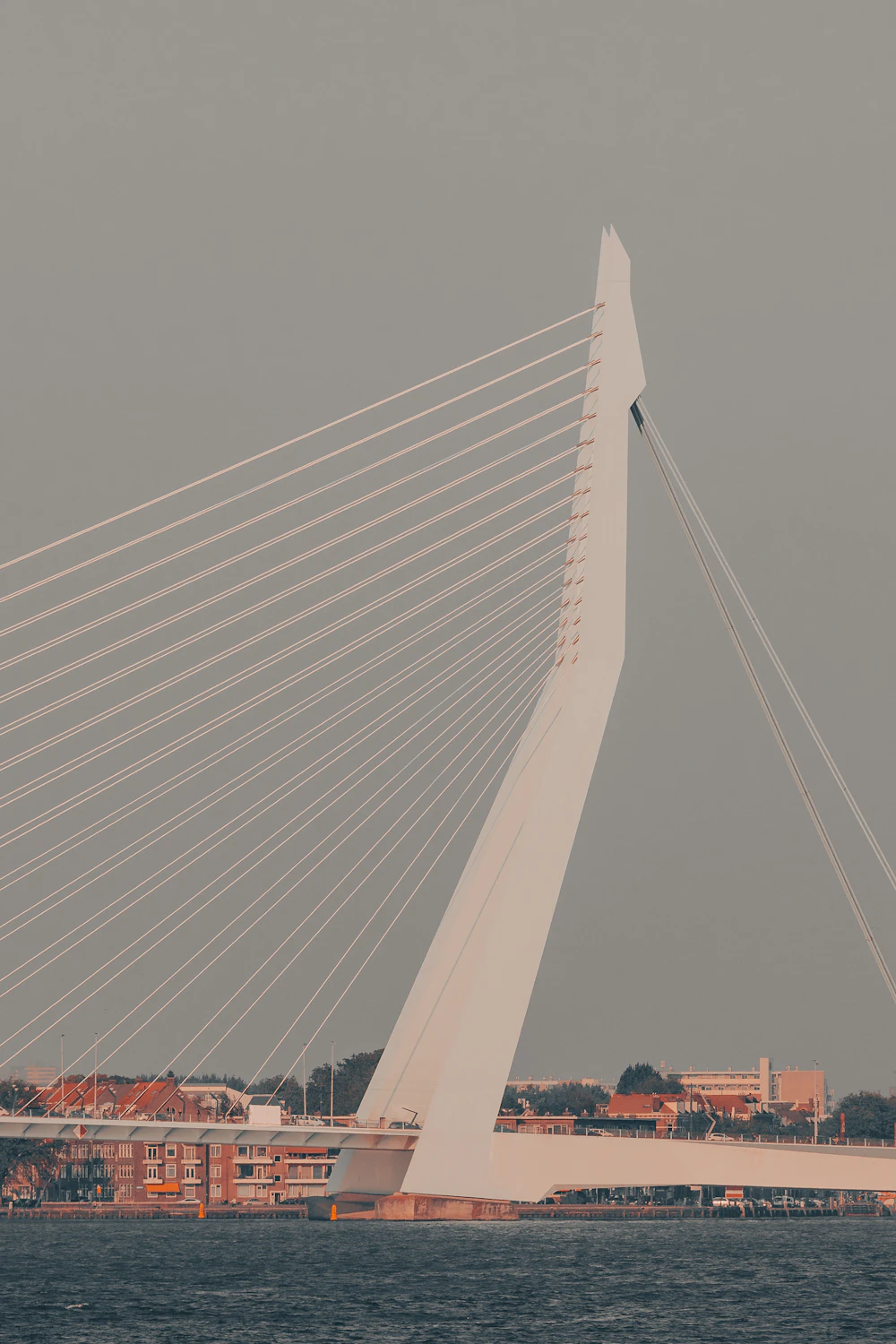 Erasmus Bridge in Rotterdam