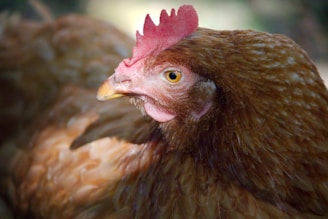 A close up of a chicken with a red comb