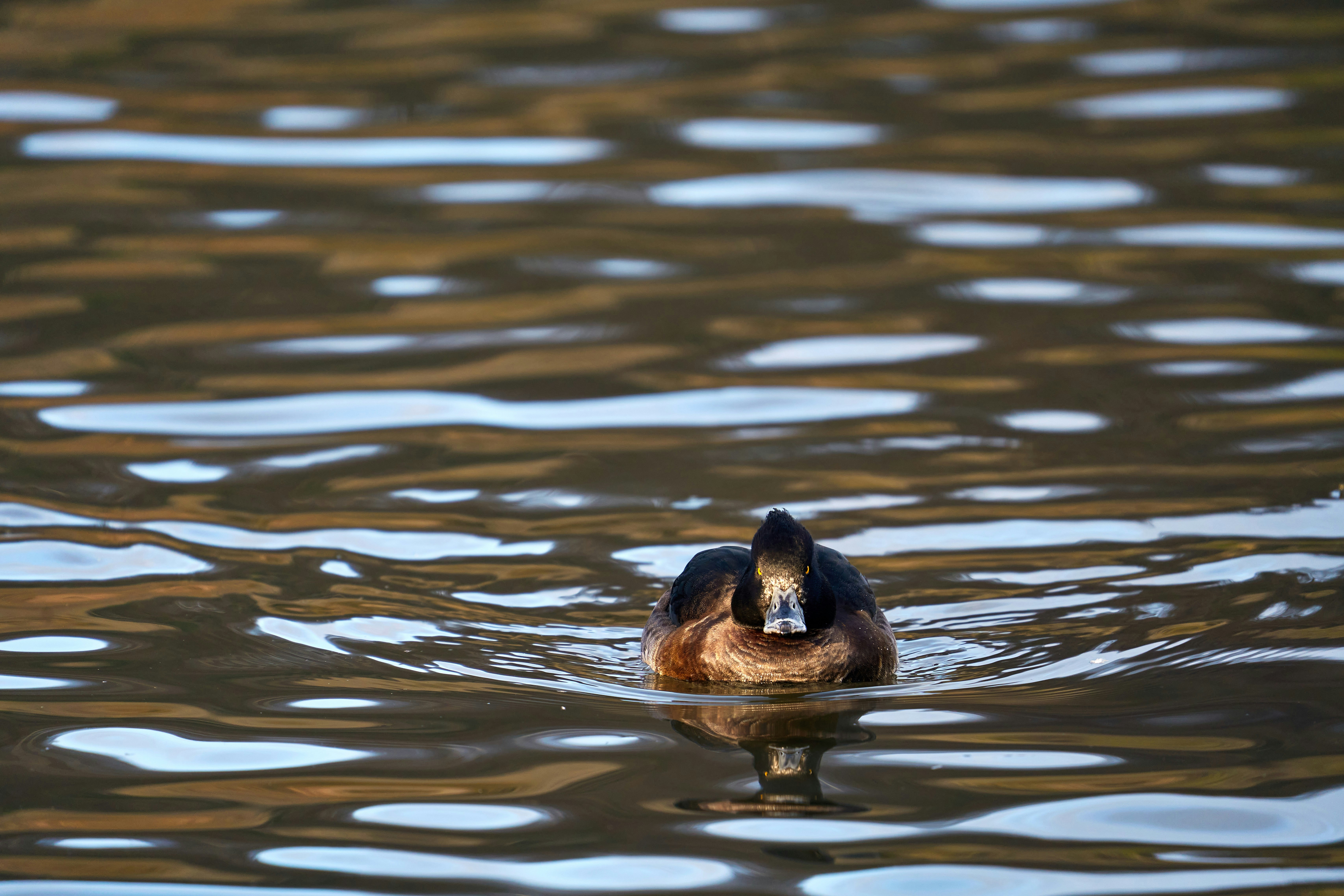 Photo by wolfgang_hasselmann