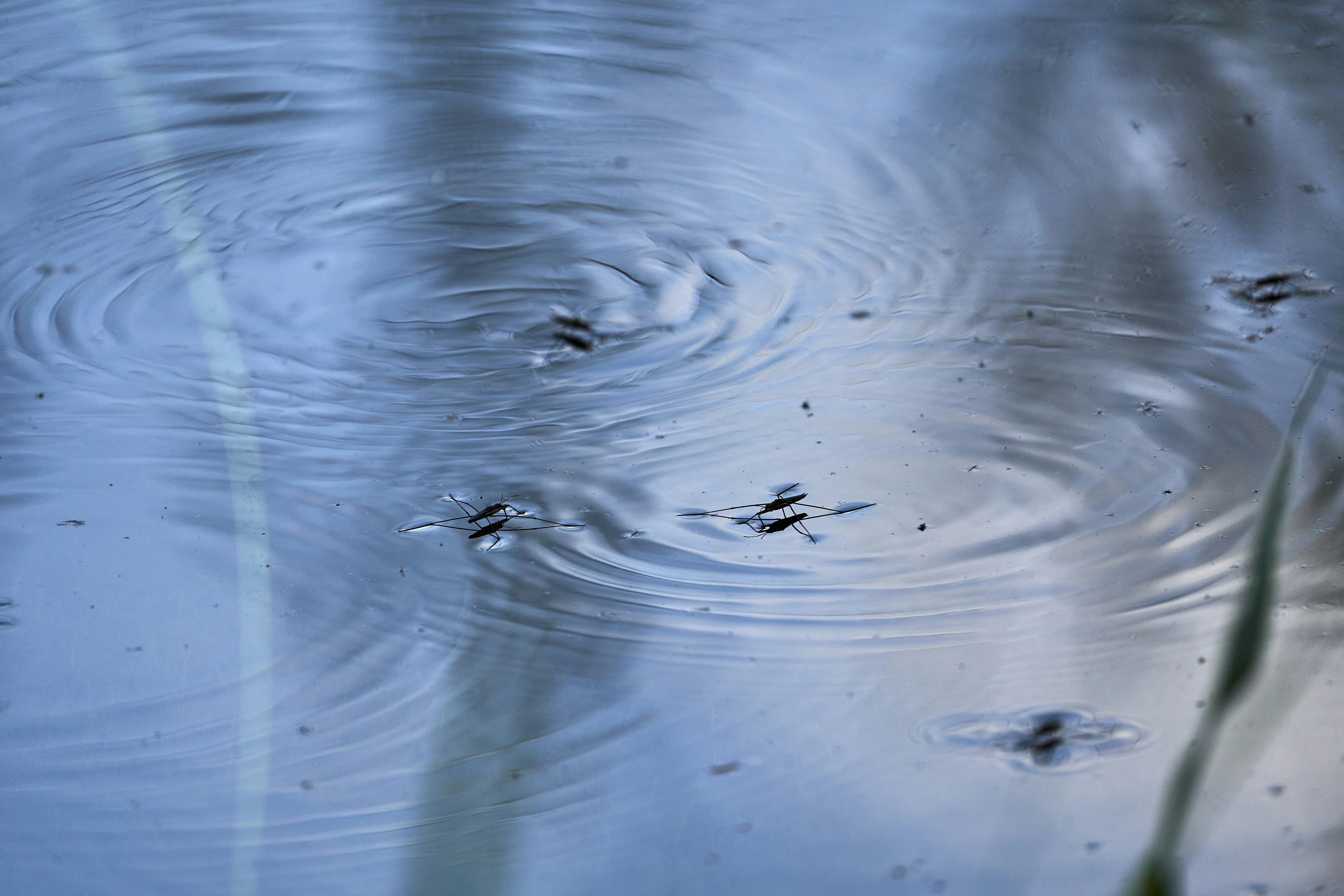 Photo by wolfgang_hasselmann