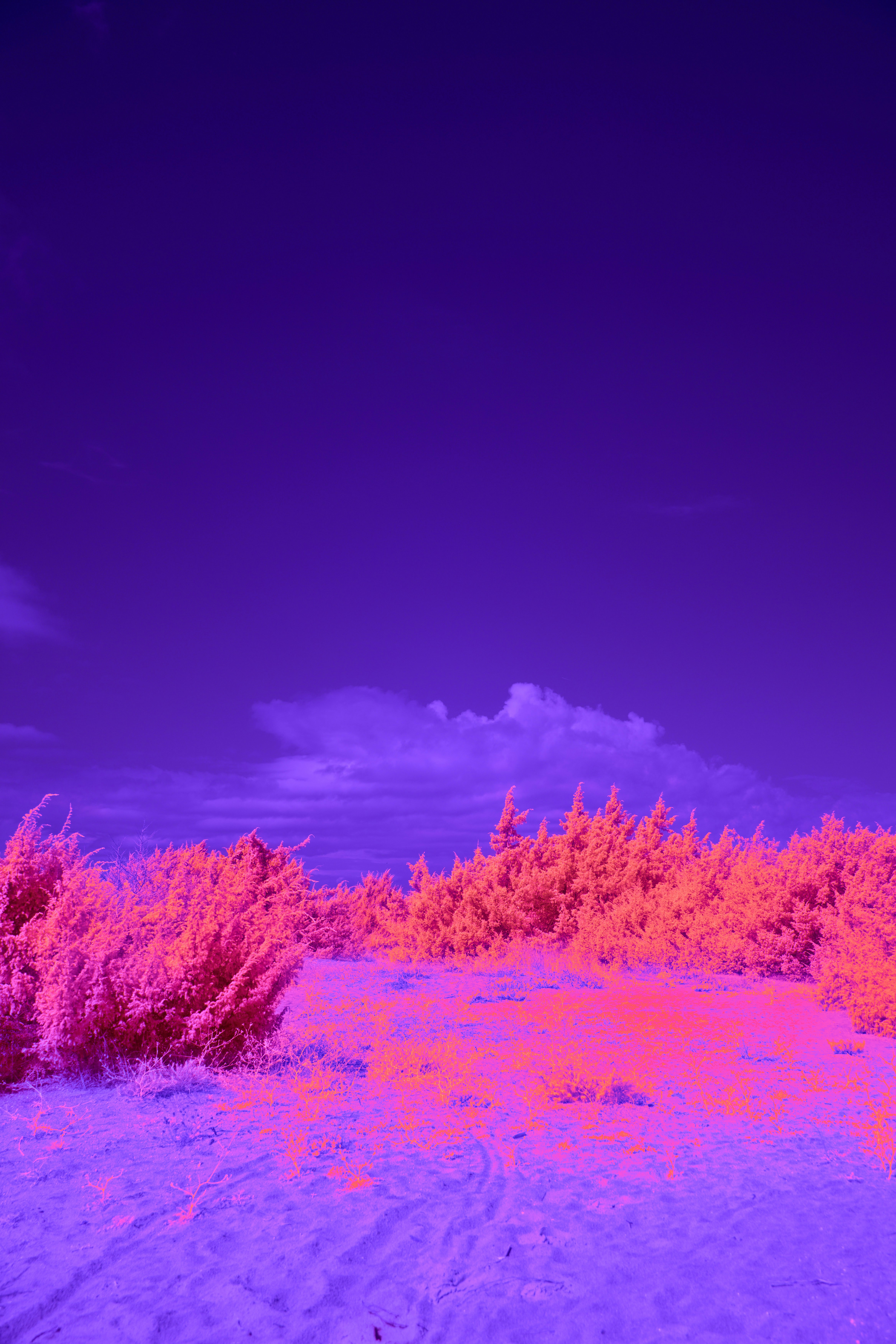 Photo by wolfgang_hasselmann