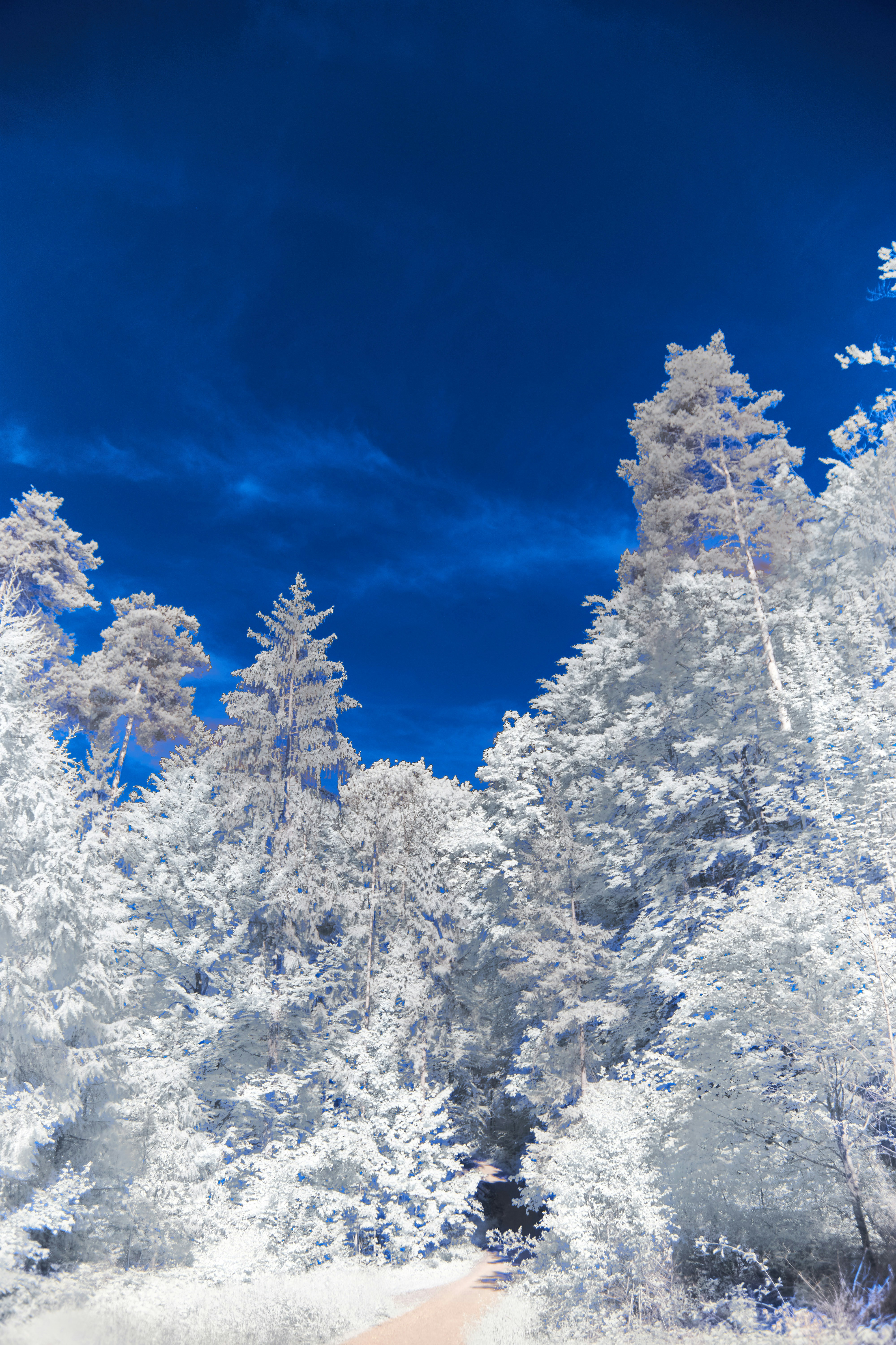 Photo by wolfgang_hasselmann