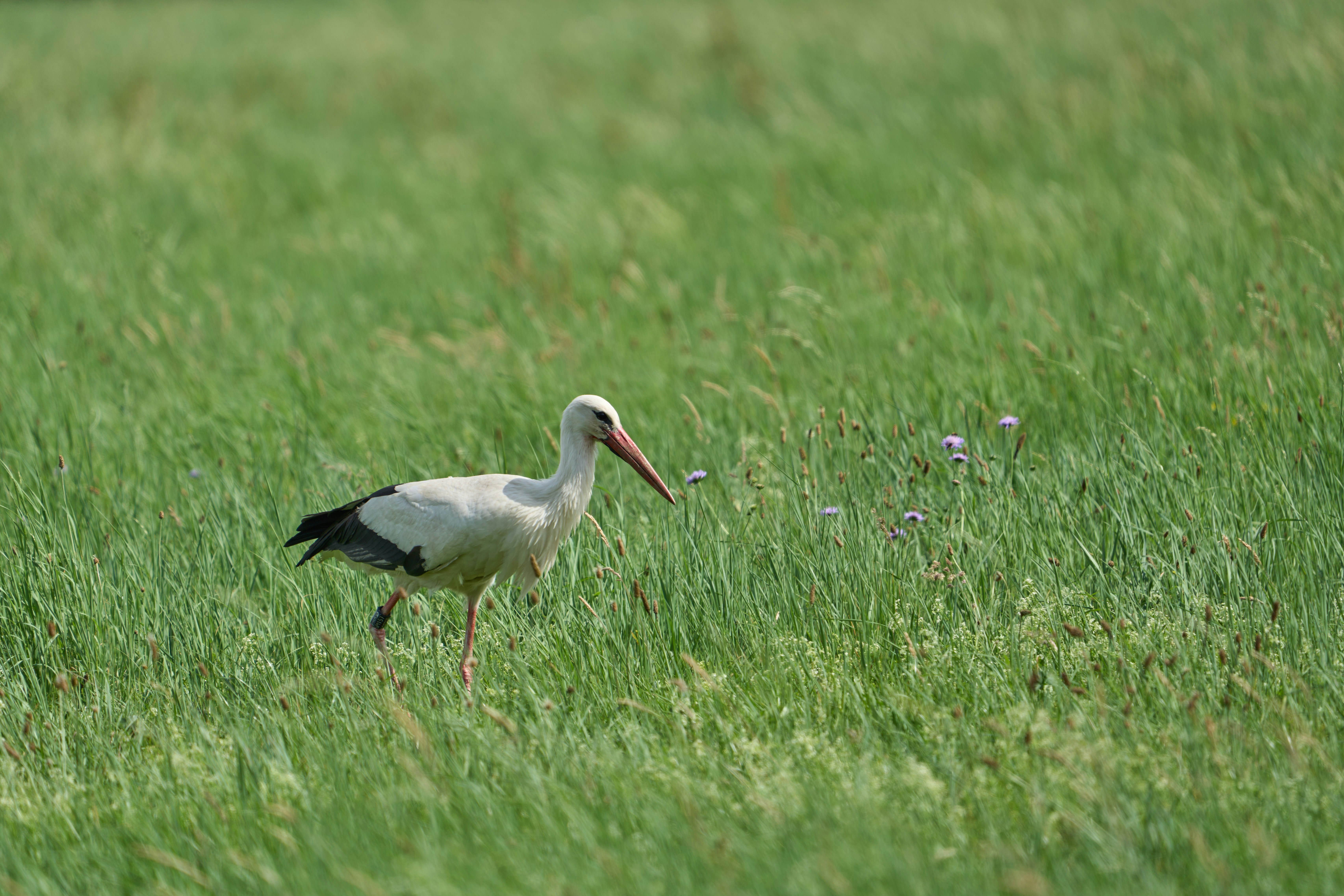 Photo by wolfgang_hasselmann