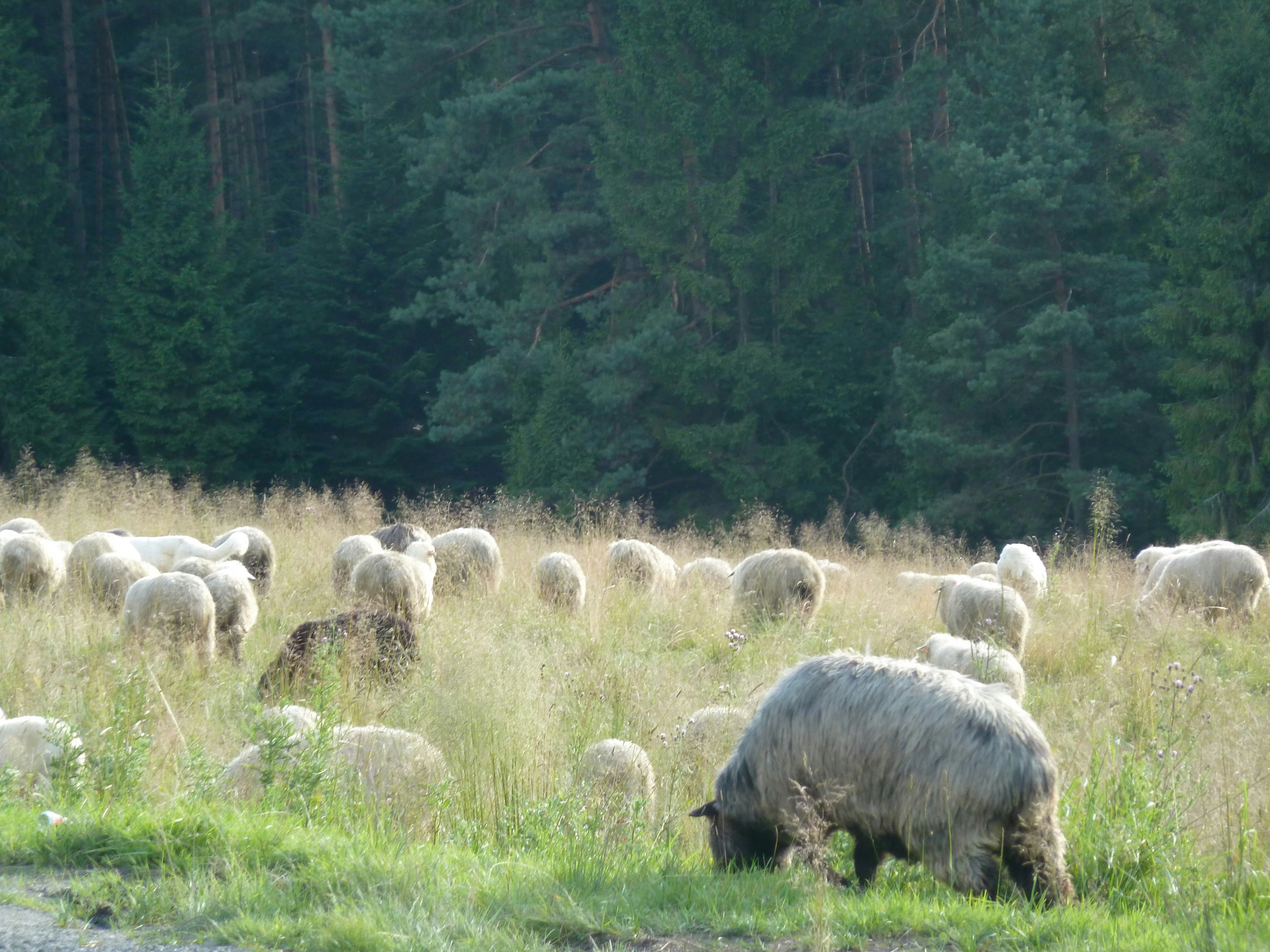 A herd of sheep grazing on a lush green field