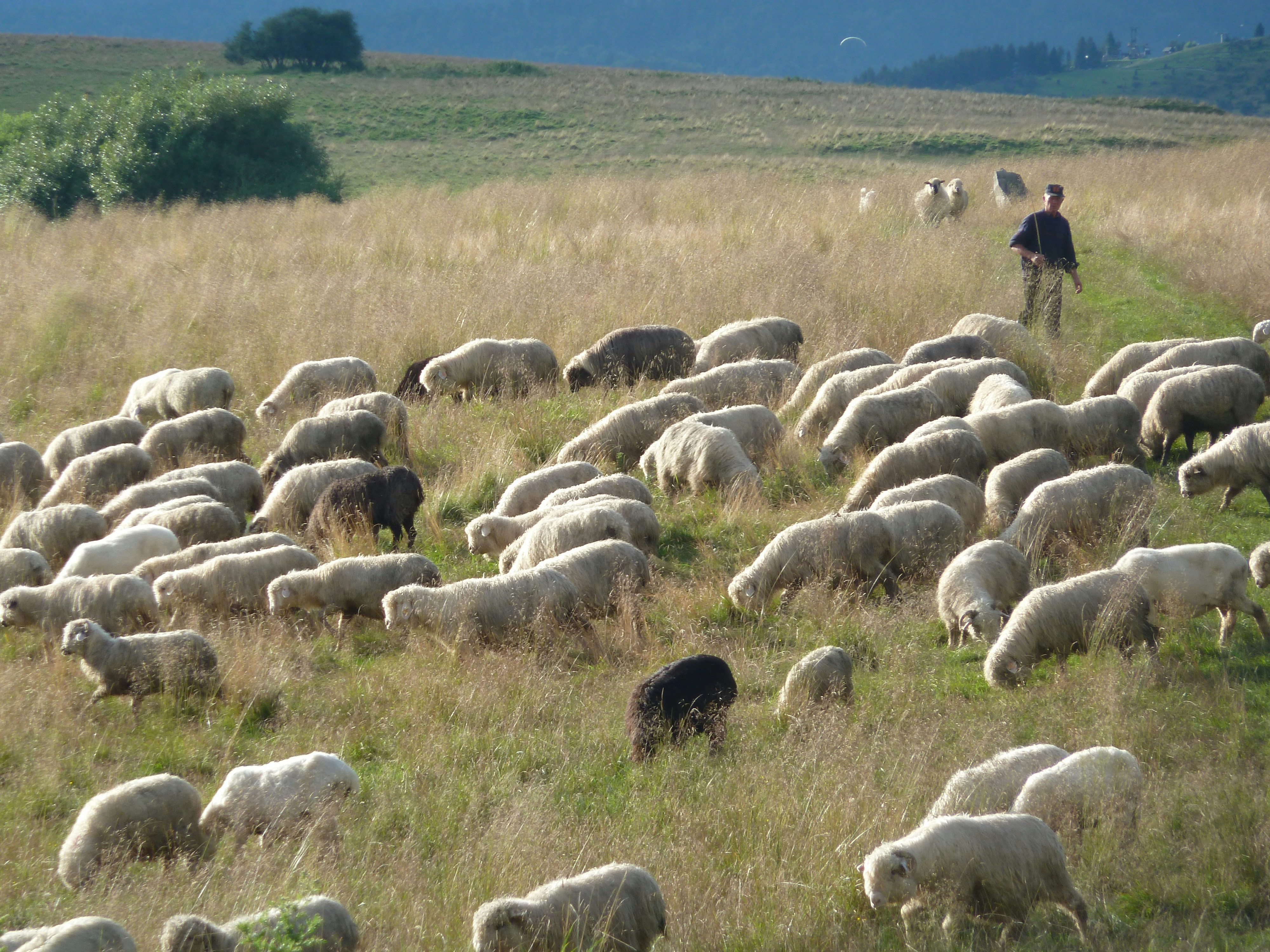 A herd of sheep grazing on a lush green hillside
