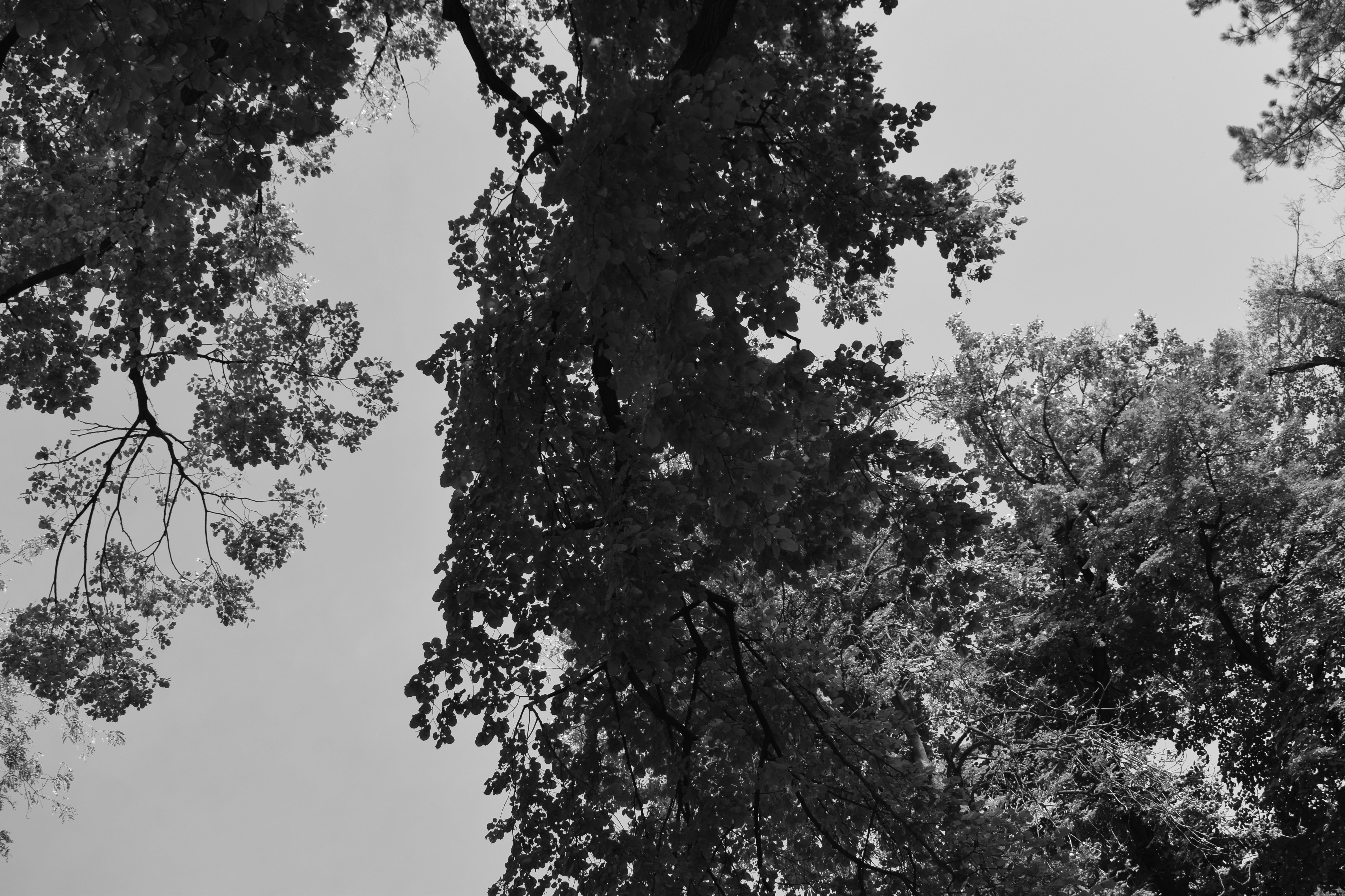 A black and white photo of trees in a forest