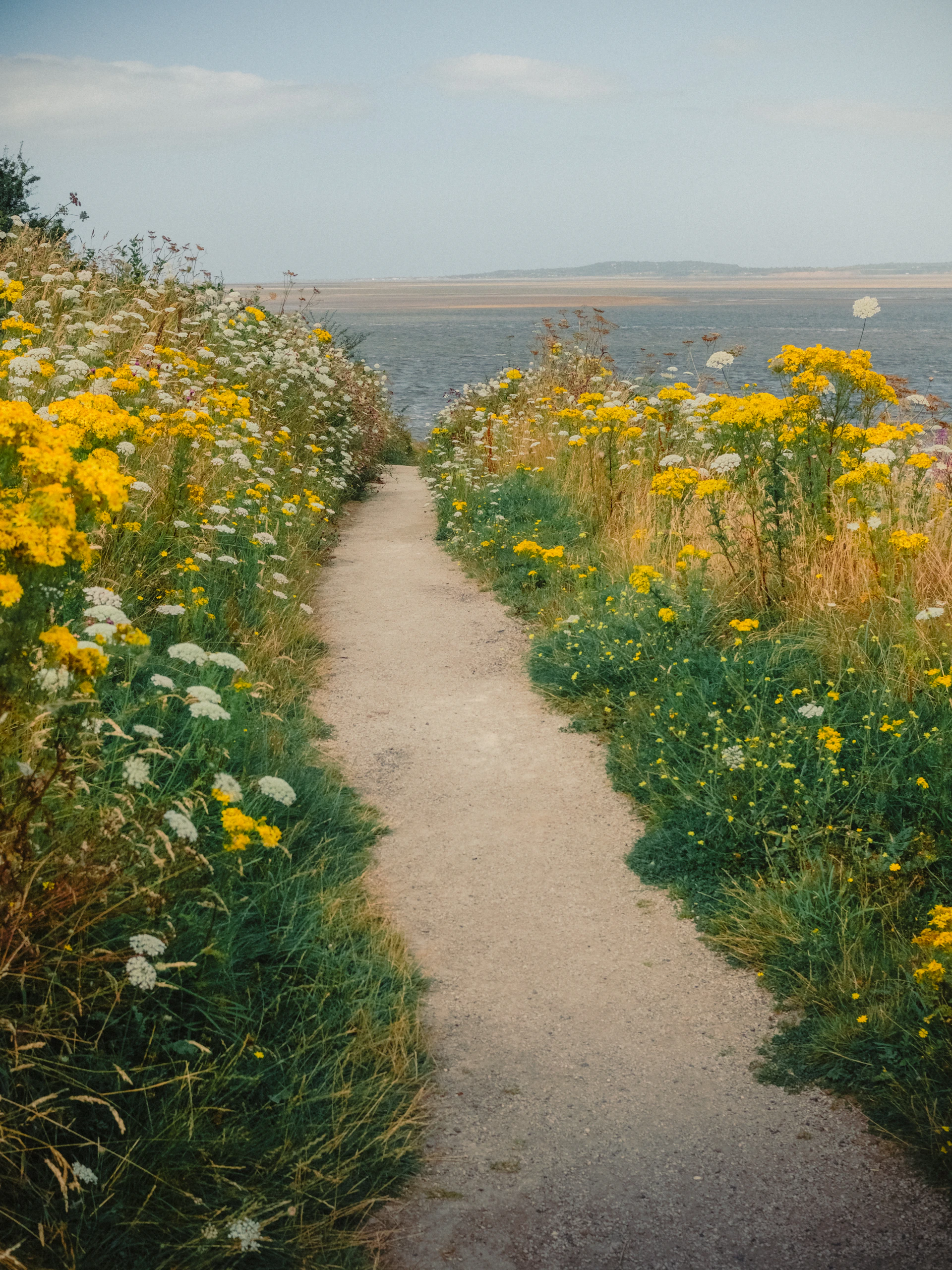 A path through a field of wildflowers leading to the ocean