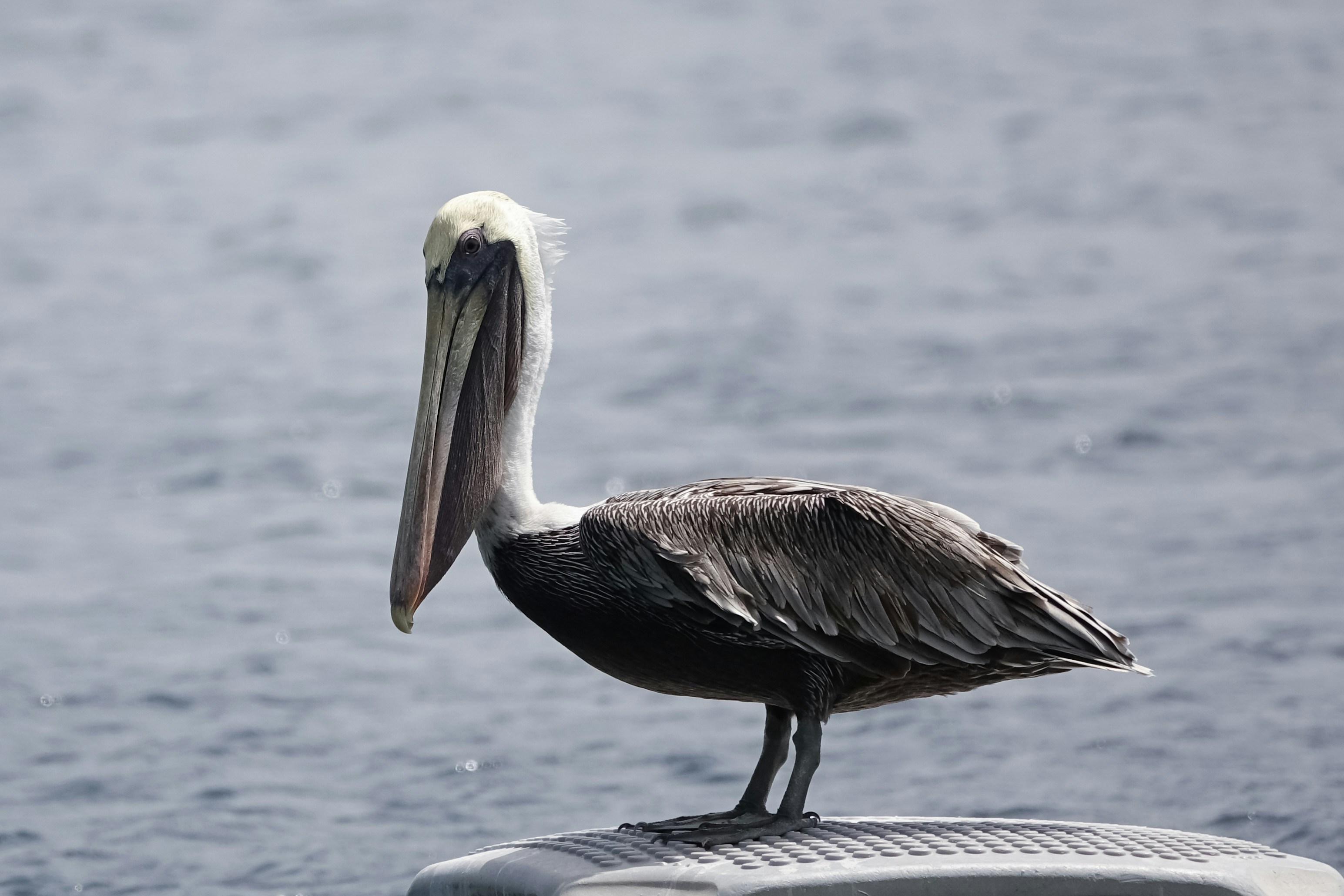 Brown pelican / pélican brun