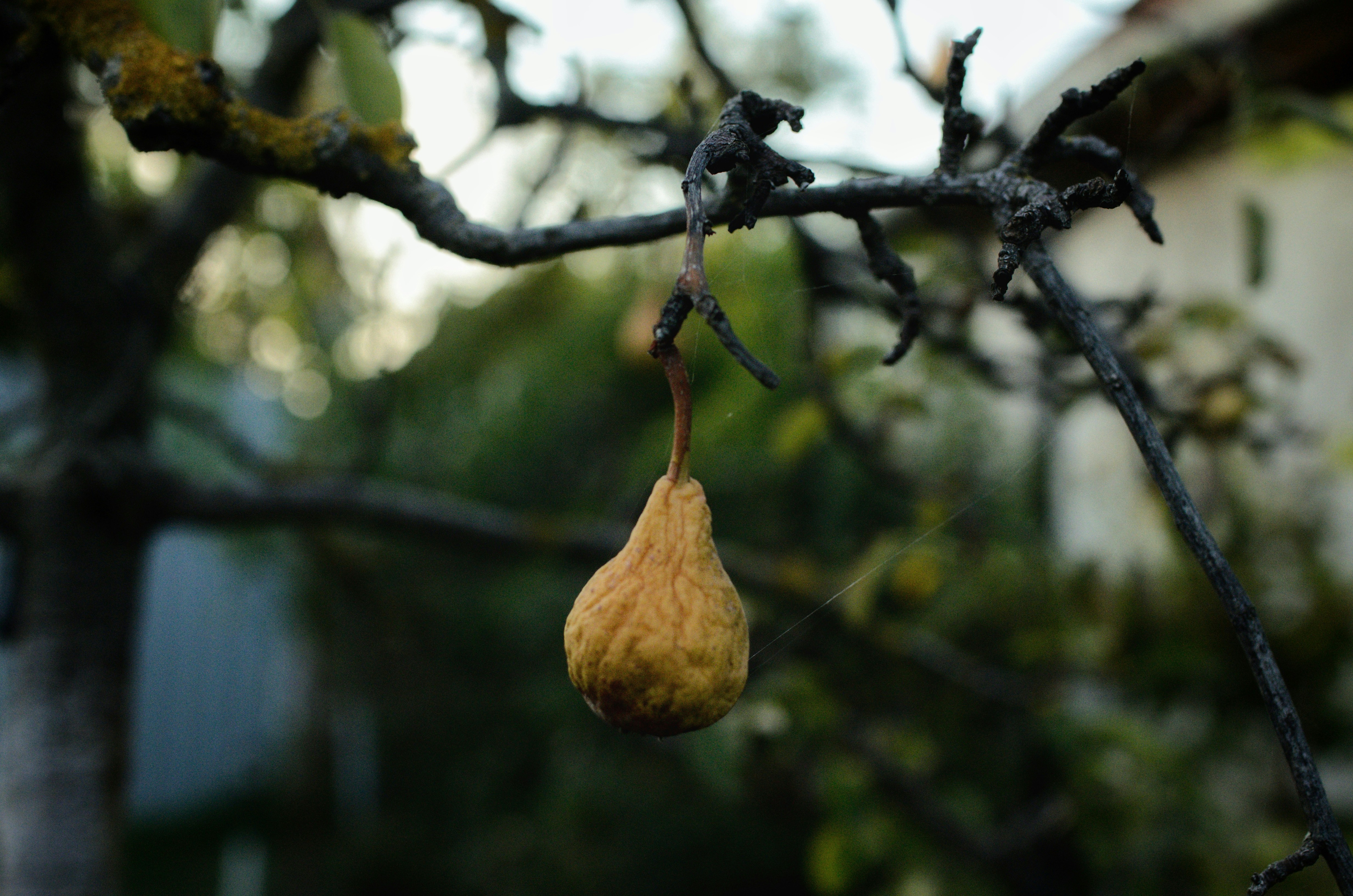 種子がぶら下がっている木の枝