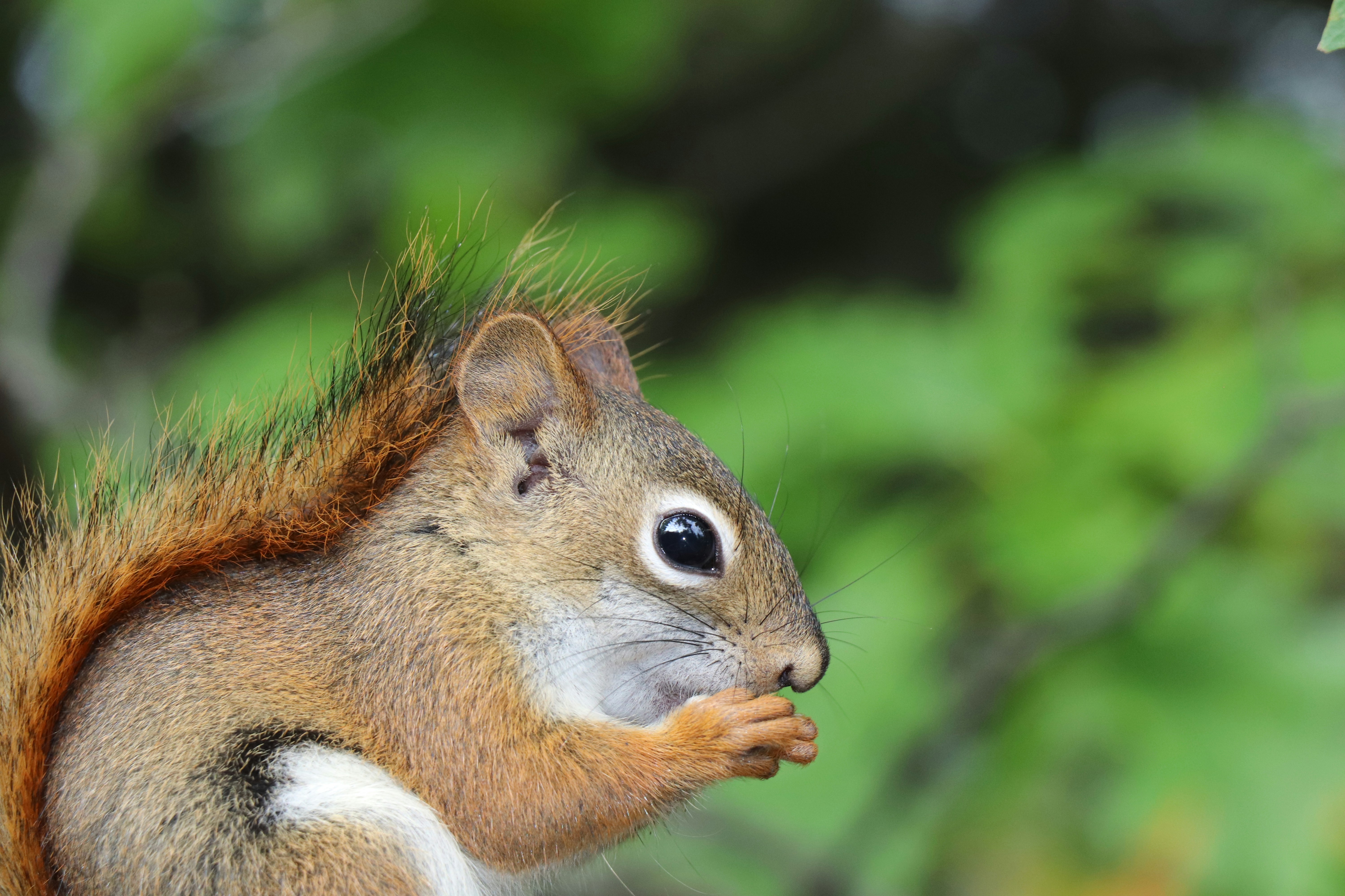 A squirrel is sitting on a tree branch