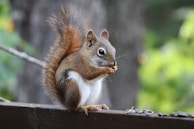A squirrel sitting on top of a wooden bench