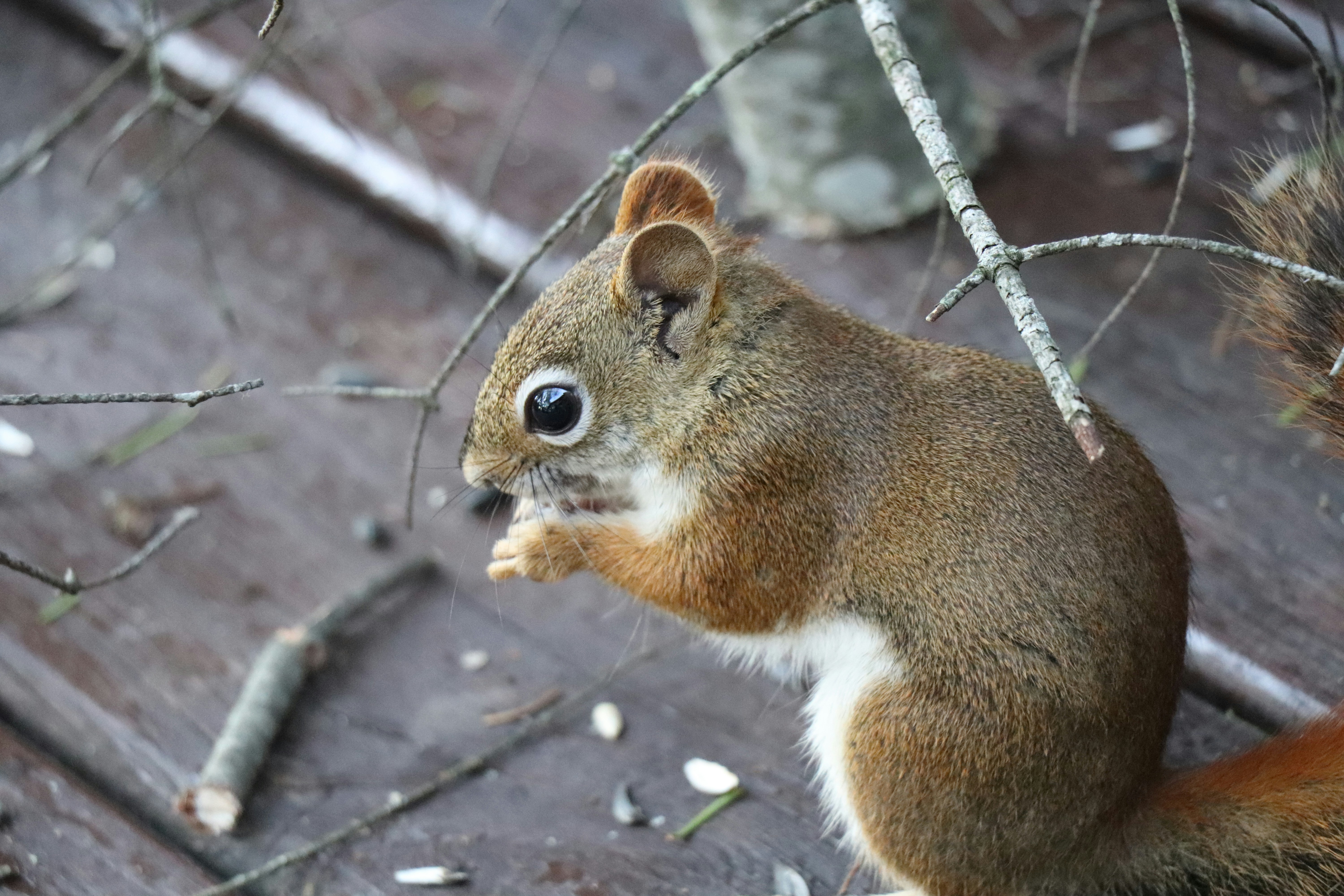 A squirrel sitting on top of a wooden bench