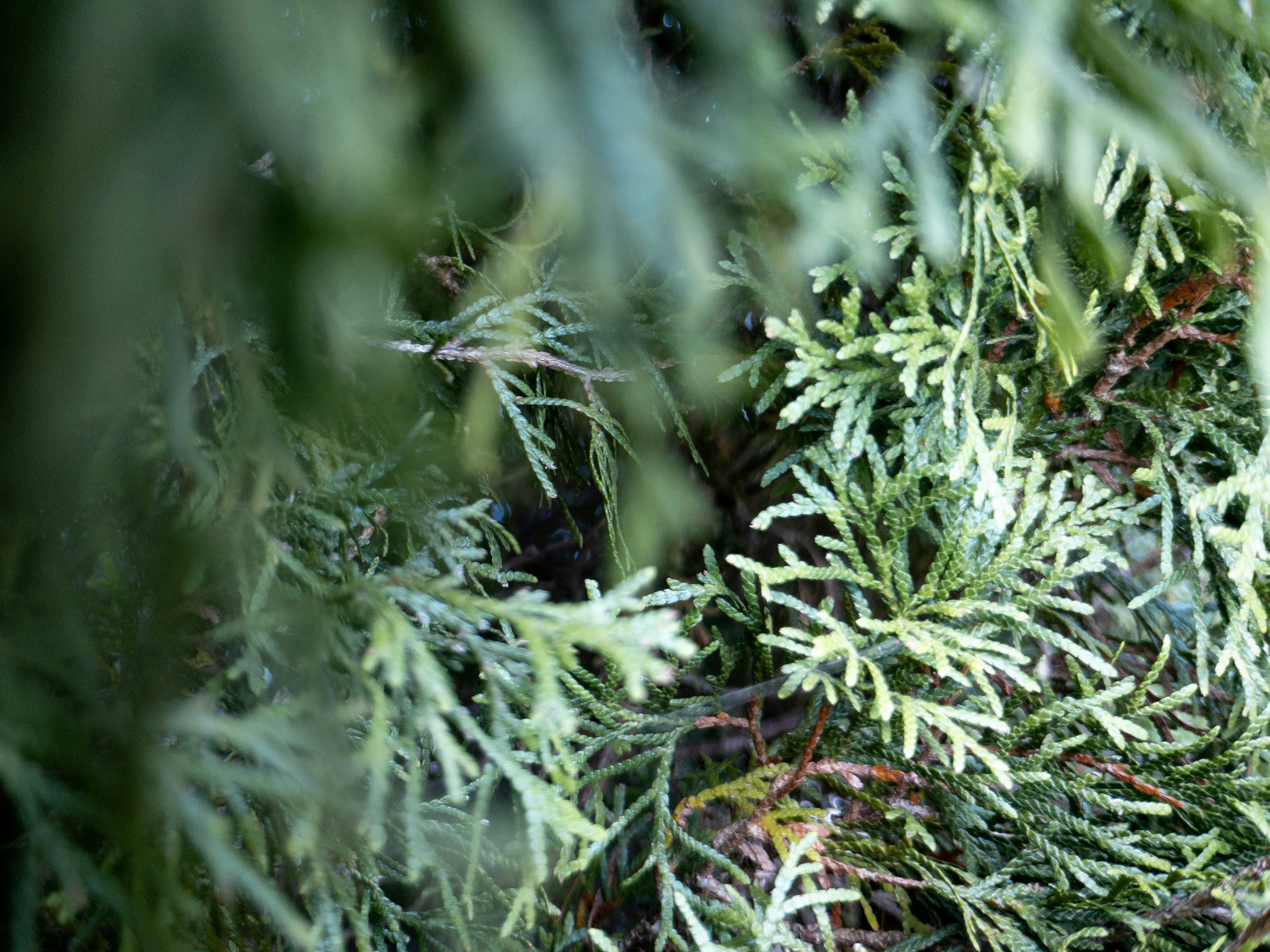 Nahaufnahme einer Pflanze mit vielen grünen Blättern