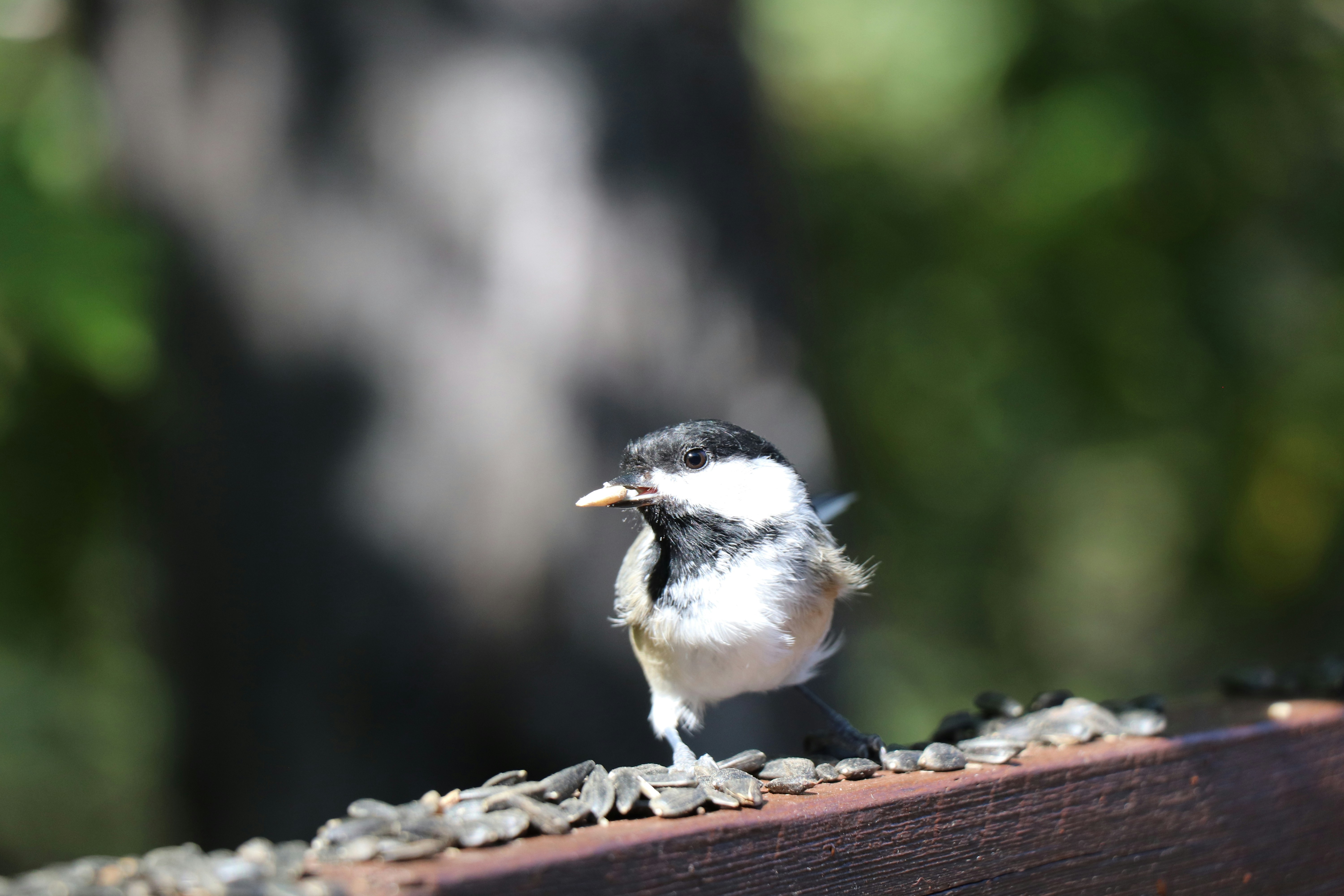 Photo by sandimagerart