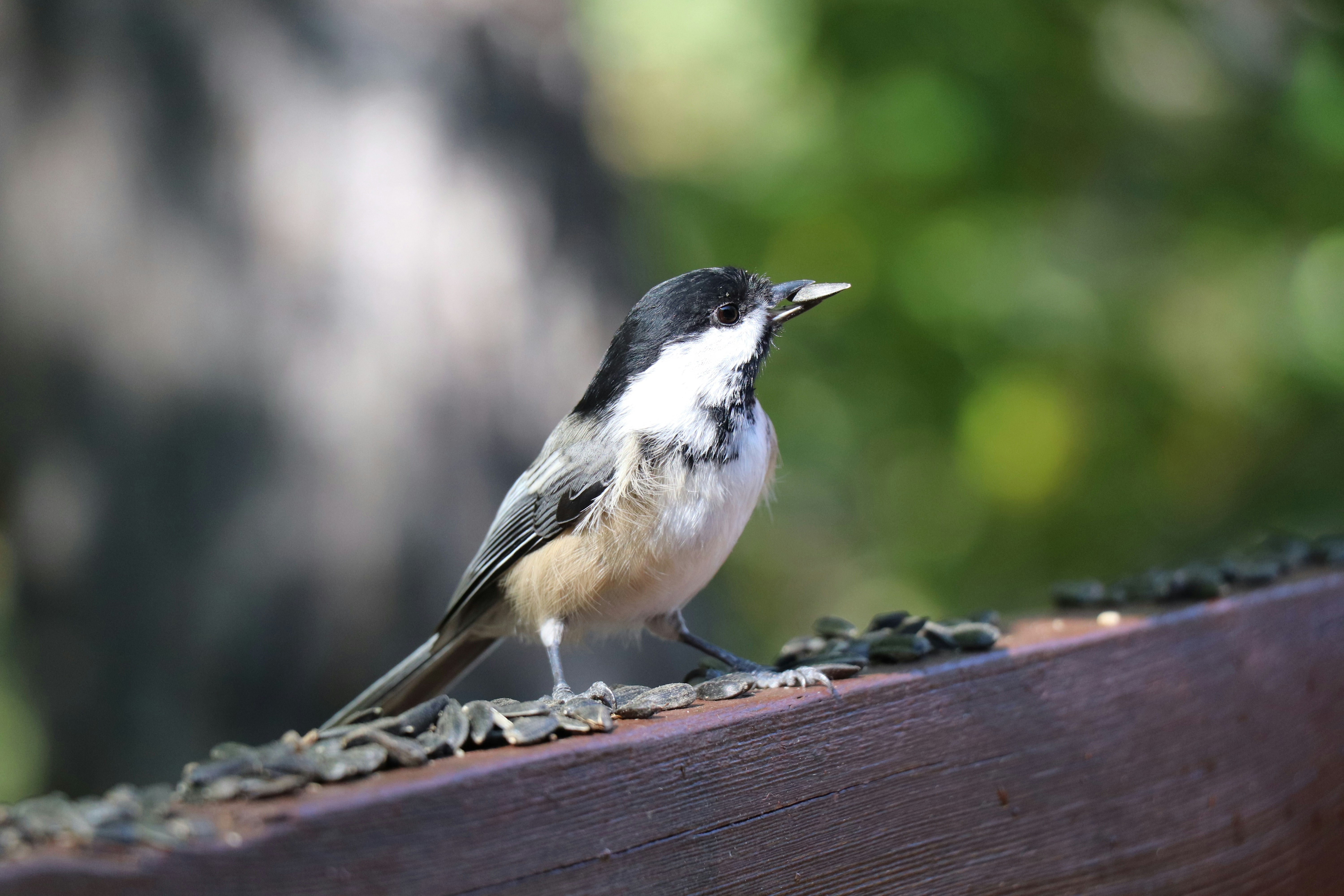 Photo by sandimagerart