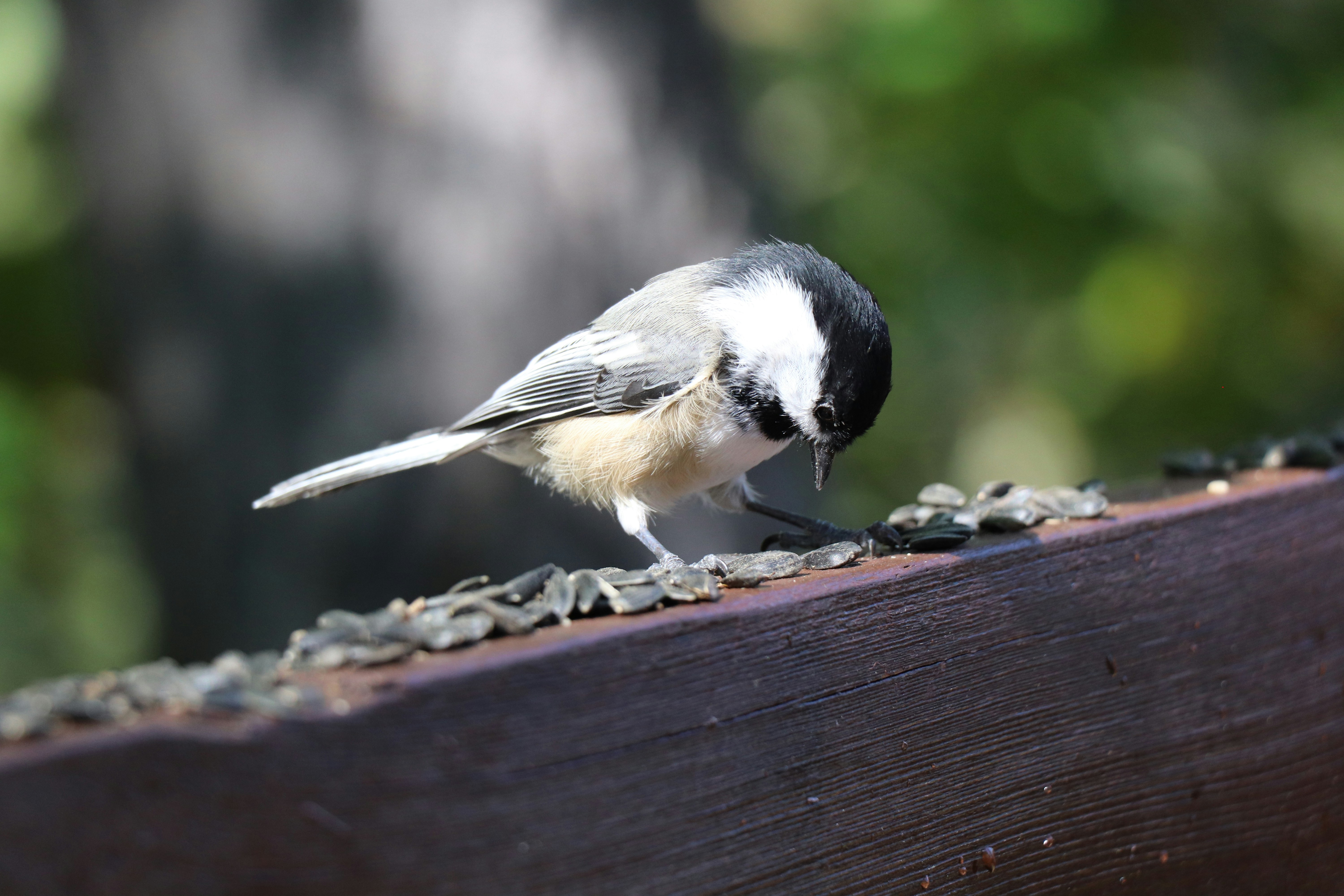 Photo by sandimagerart